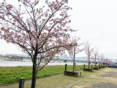 江戸川堤防上の河津桜