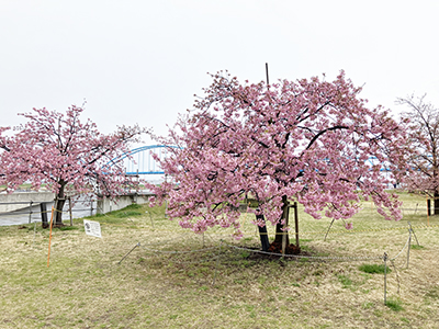 江戸川堤防上の河津桜