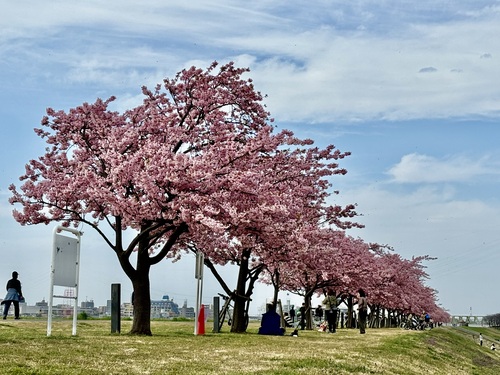 江戸川河川敷の河津桜