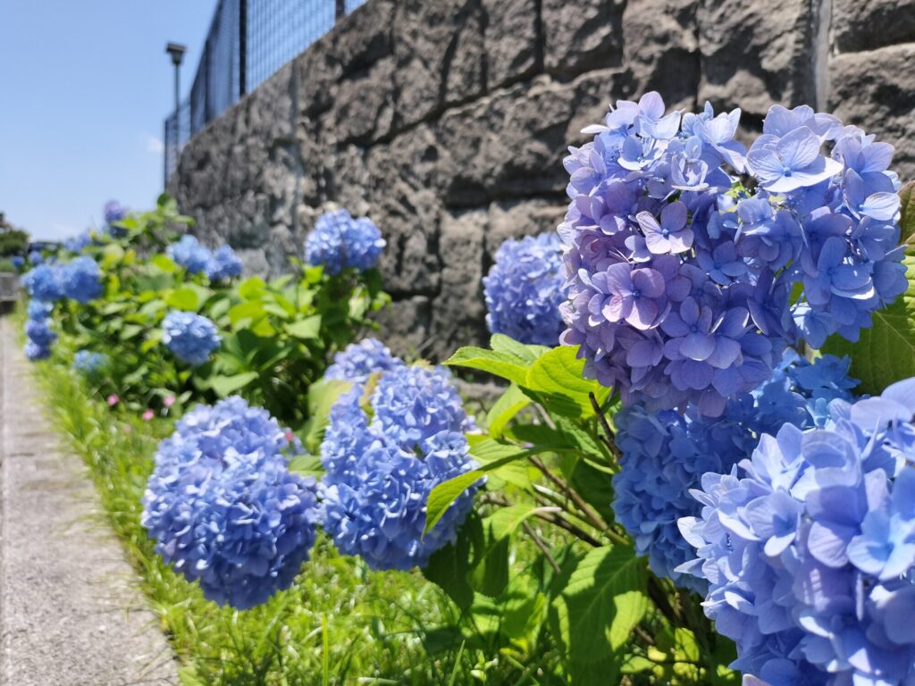 紫苑様確認用 花の見どころ｜安城産業文化公園デンパーク