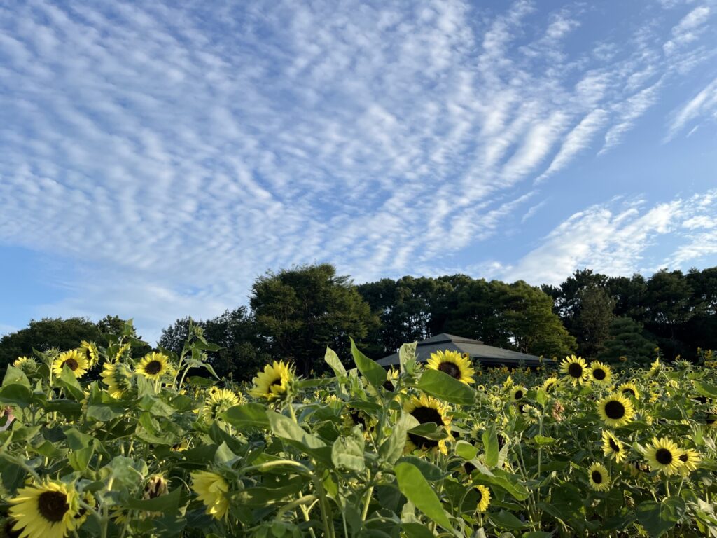 夏休み特集】約4万本！葛西臨海公園のひまわり畑が見頃【葛西】｜ベイ