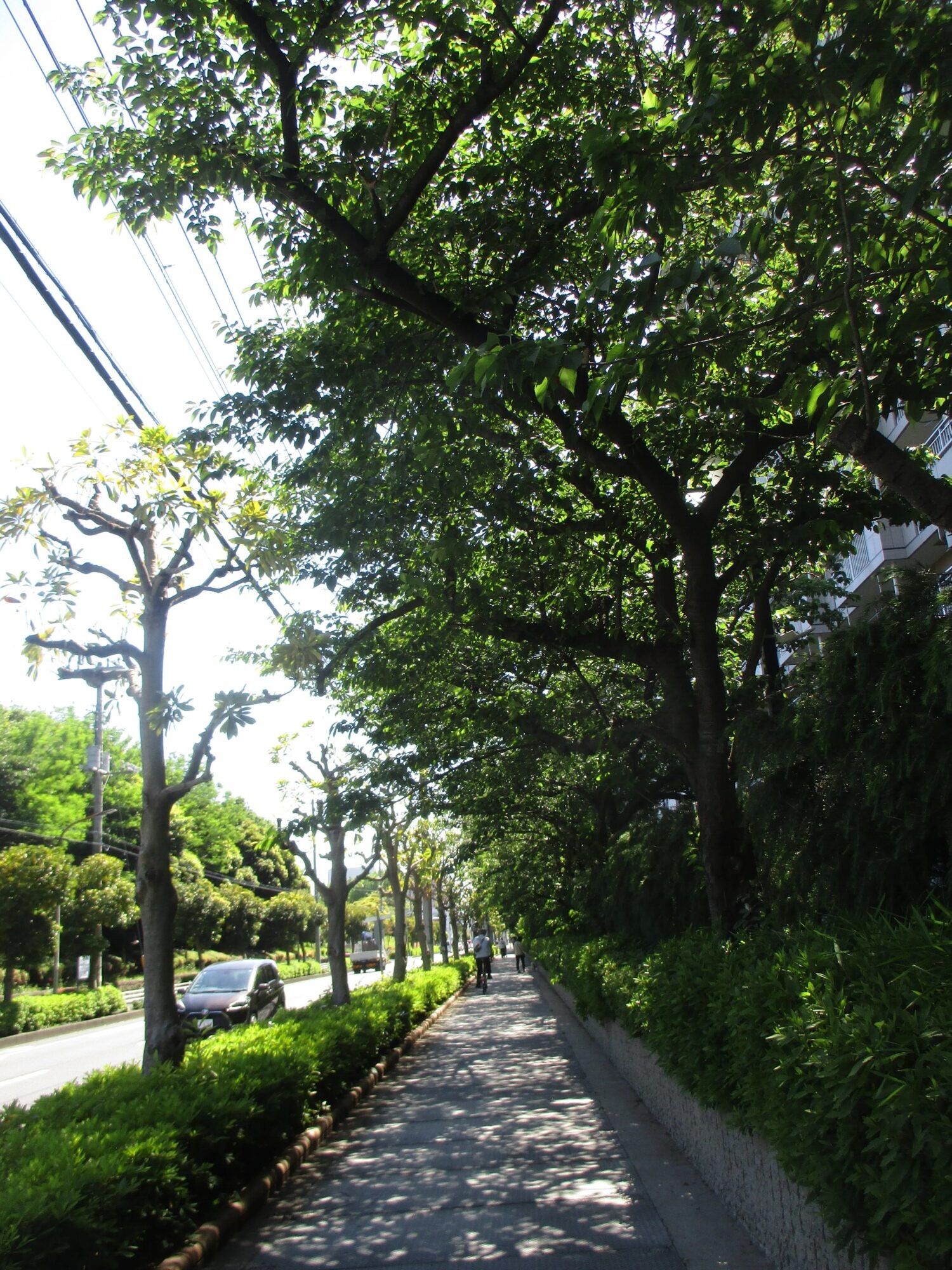 新浜通りの桜並木の木陰