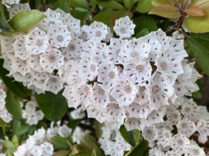 アメリカシャクナゲの花