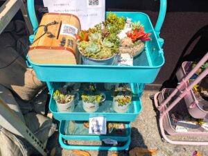 市川市塩焼の多肉植物無人販売