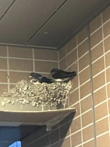浦安市猫実 ツバメの巣とヒナ