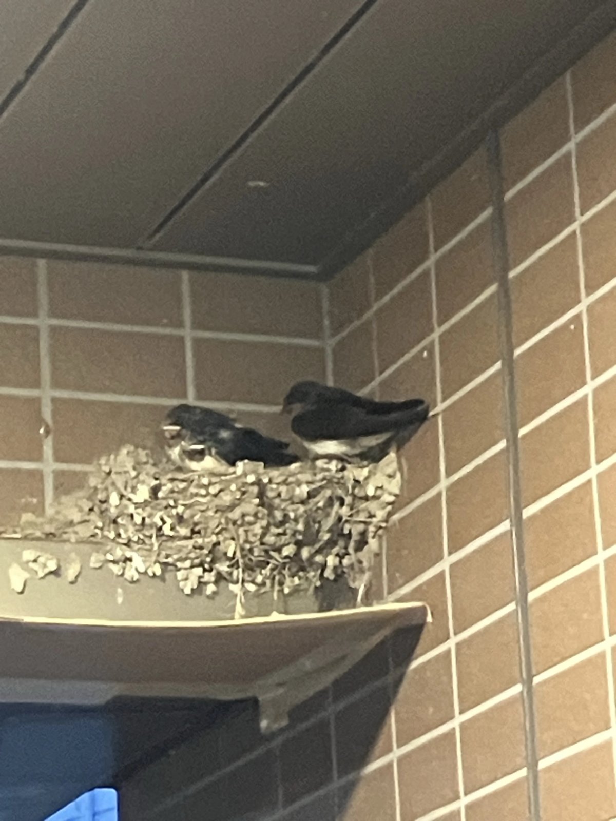 浦安市猫実 ツバメの巣とヒナ