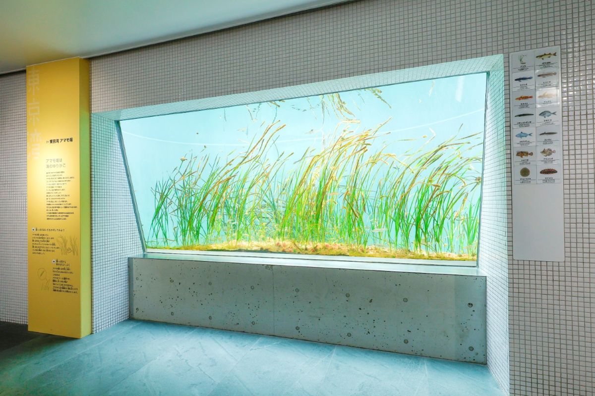 葛西臨海水族園 アマモ