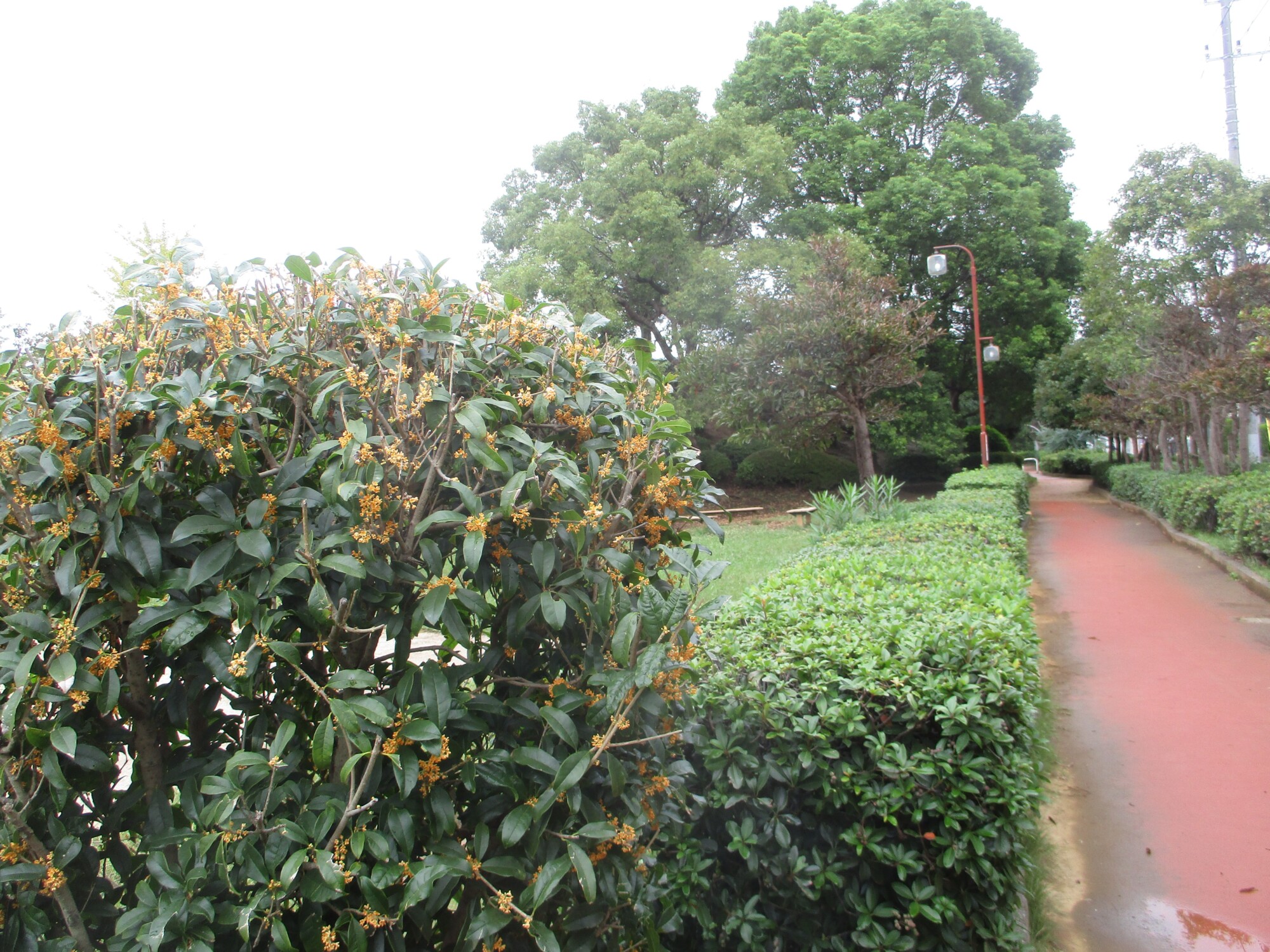 南行徳公園の金木犀
