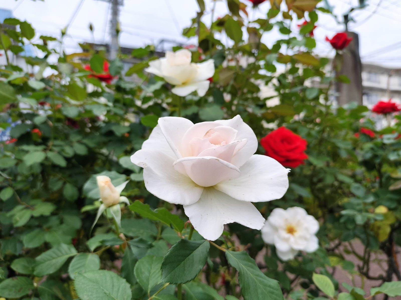【行徳】行徳駅前公園で秋バラが見頃に!春とは違うシックな色合いを楽しもう