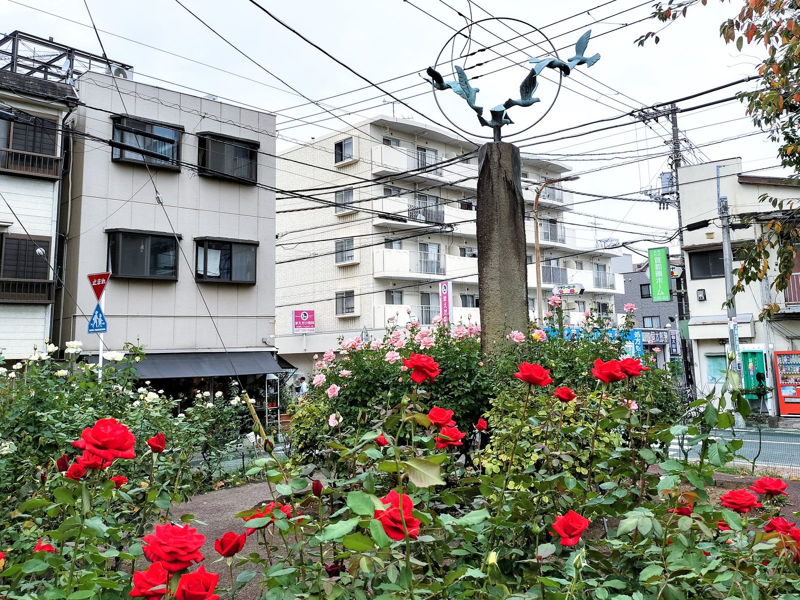 【行徳】行徳駅前公園で秋バラが見頃に!春とは違うシックな色合いを楽しもう