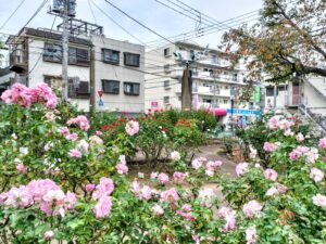 【行徳】行徳駅前公園で秋バラが見頃に！春とは違うシックな色合いを楽しもう