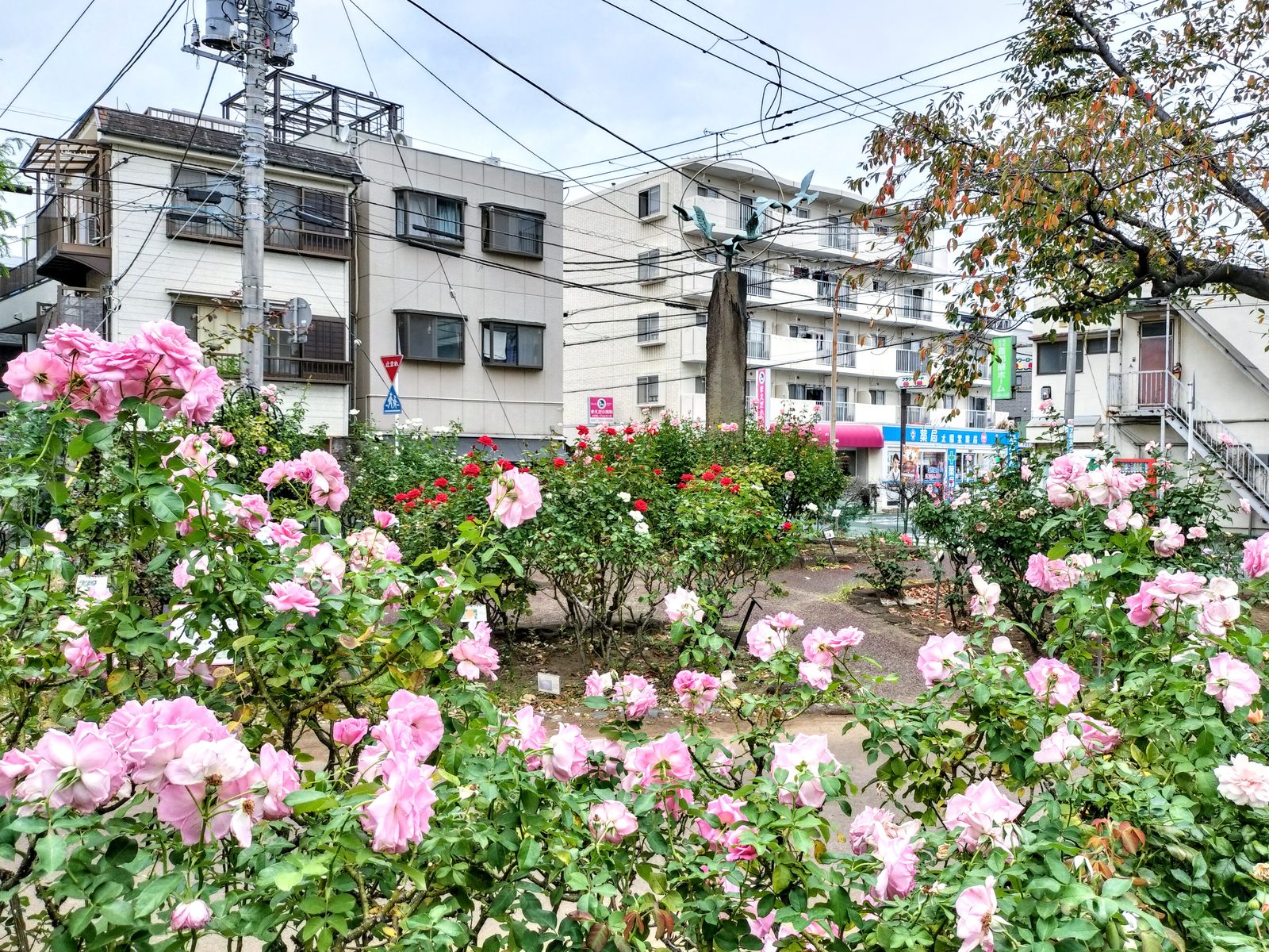 【行徳】行徳駅前公園で秋バラが見頃に!春とは違うシックな色合いを楽しもう