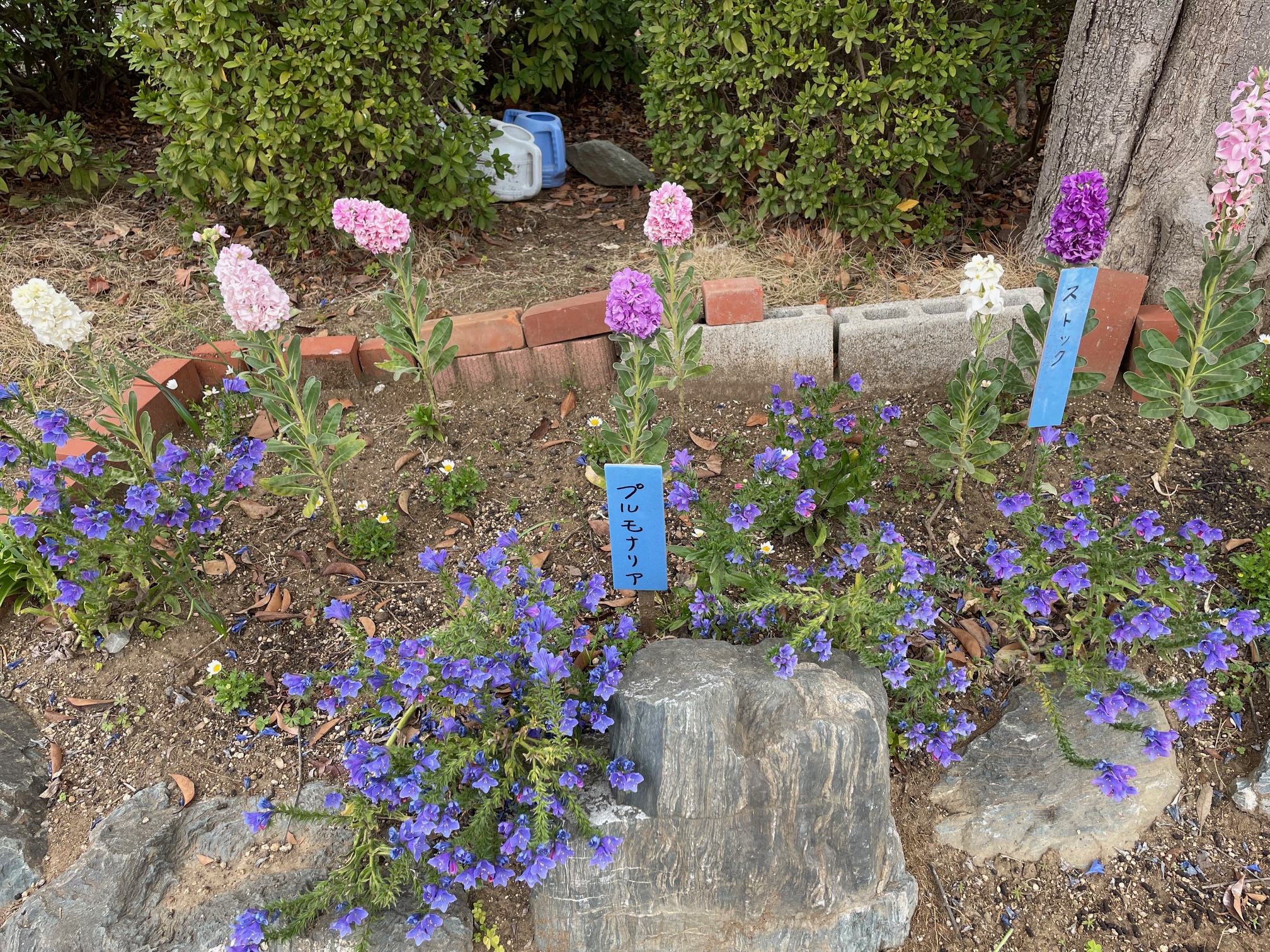 南行徳公園の花壇1