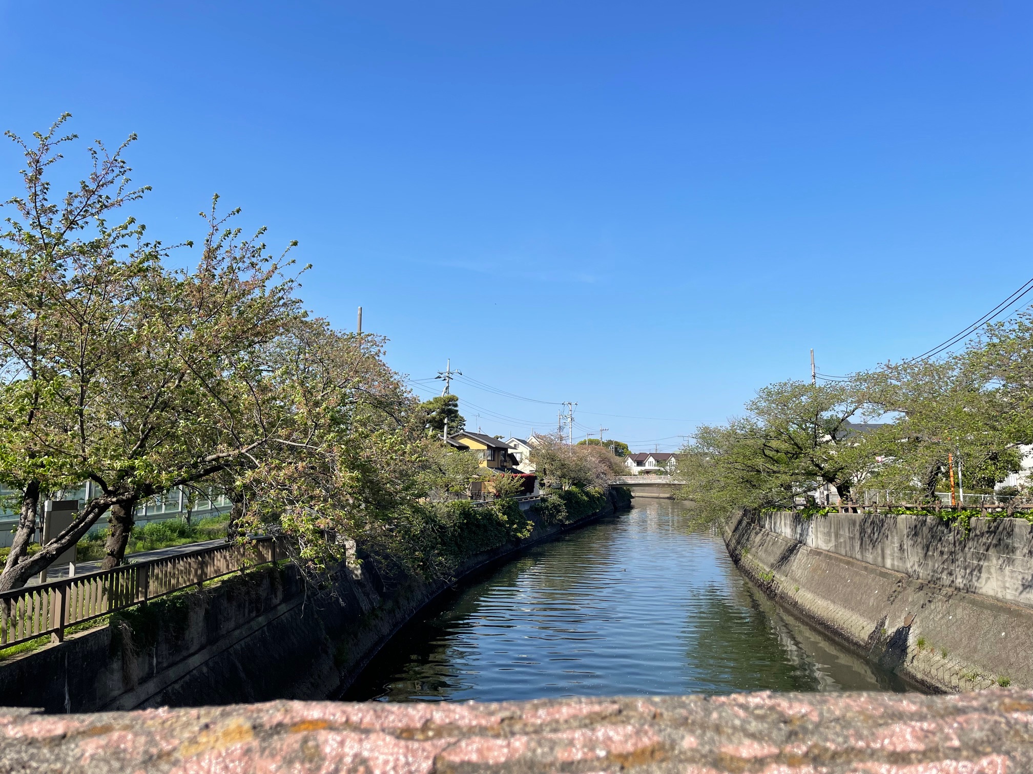 真間川沿いの散歩