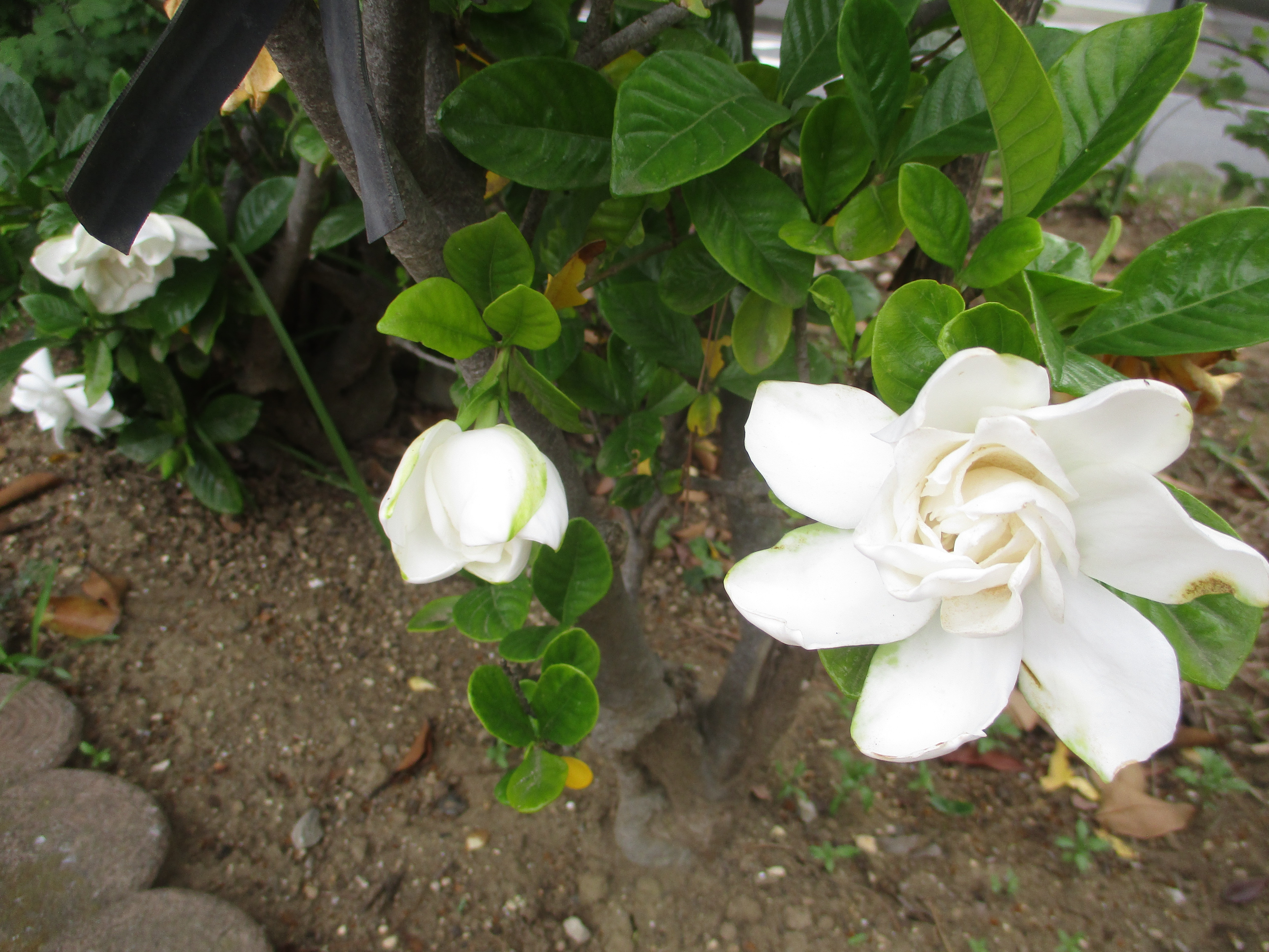 南行徳公園のネジバナとクチナシの花