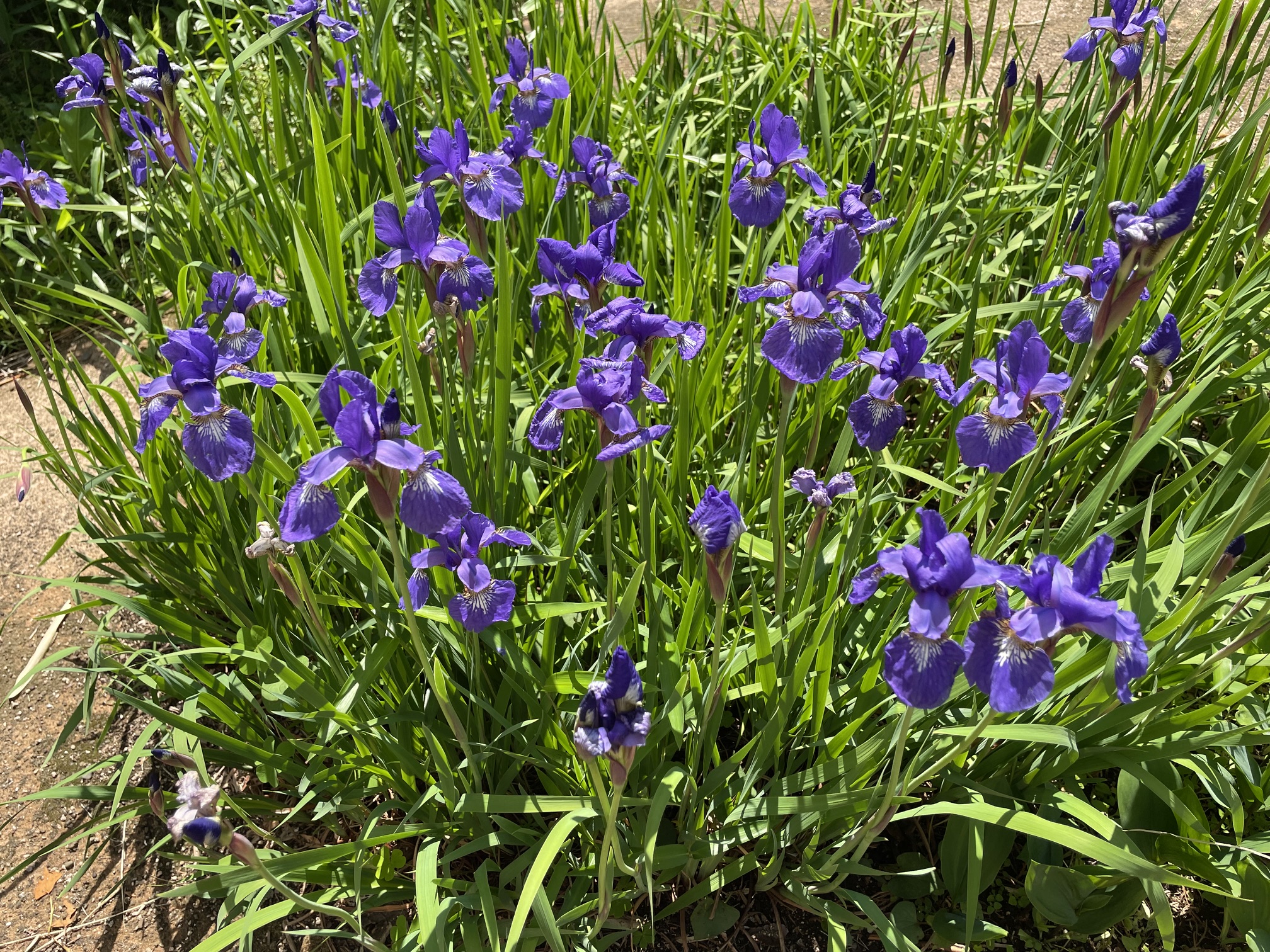 バラ アヤメ わが庭の花々
