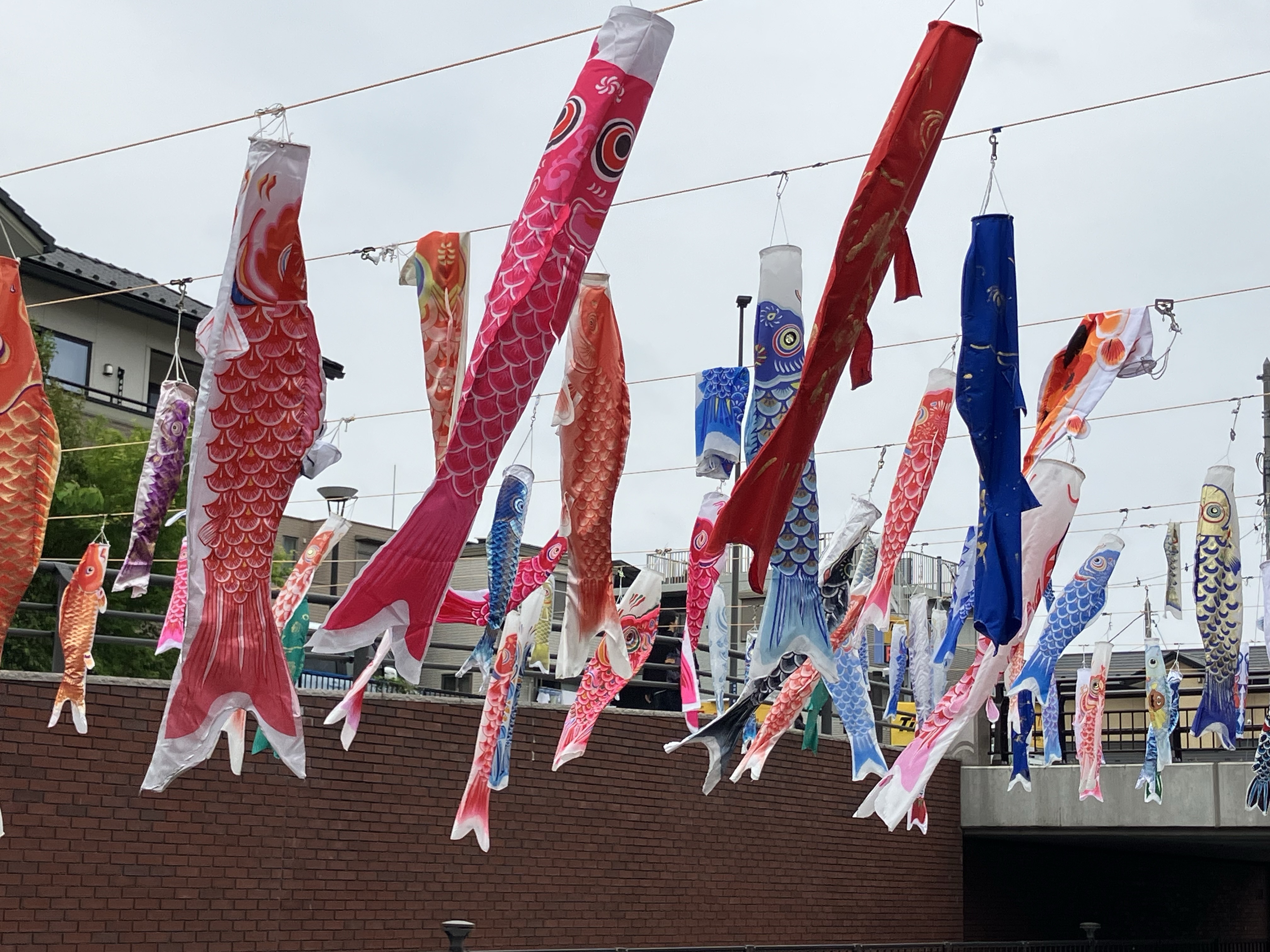 境川のこいのぼり