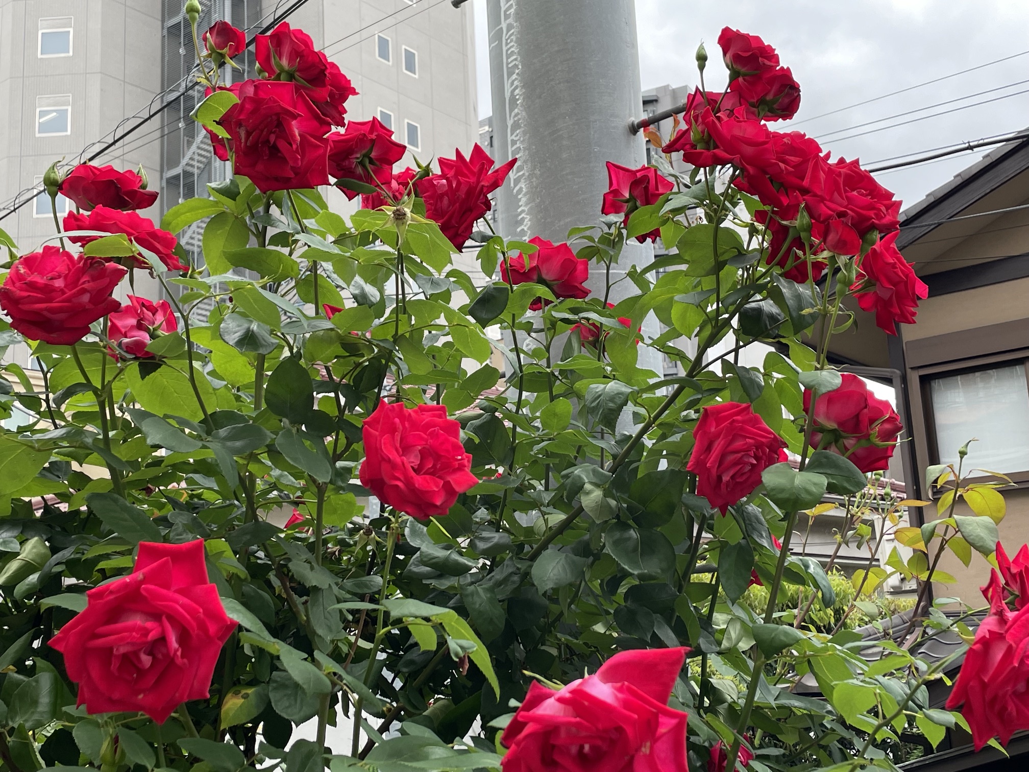 バラ アヤメ わが庭の花々