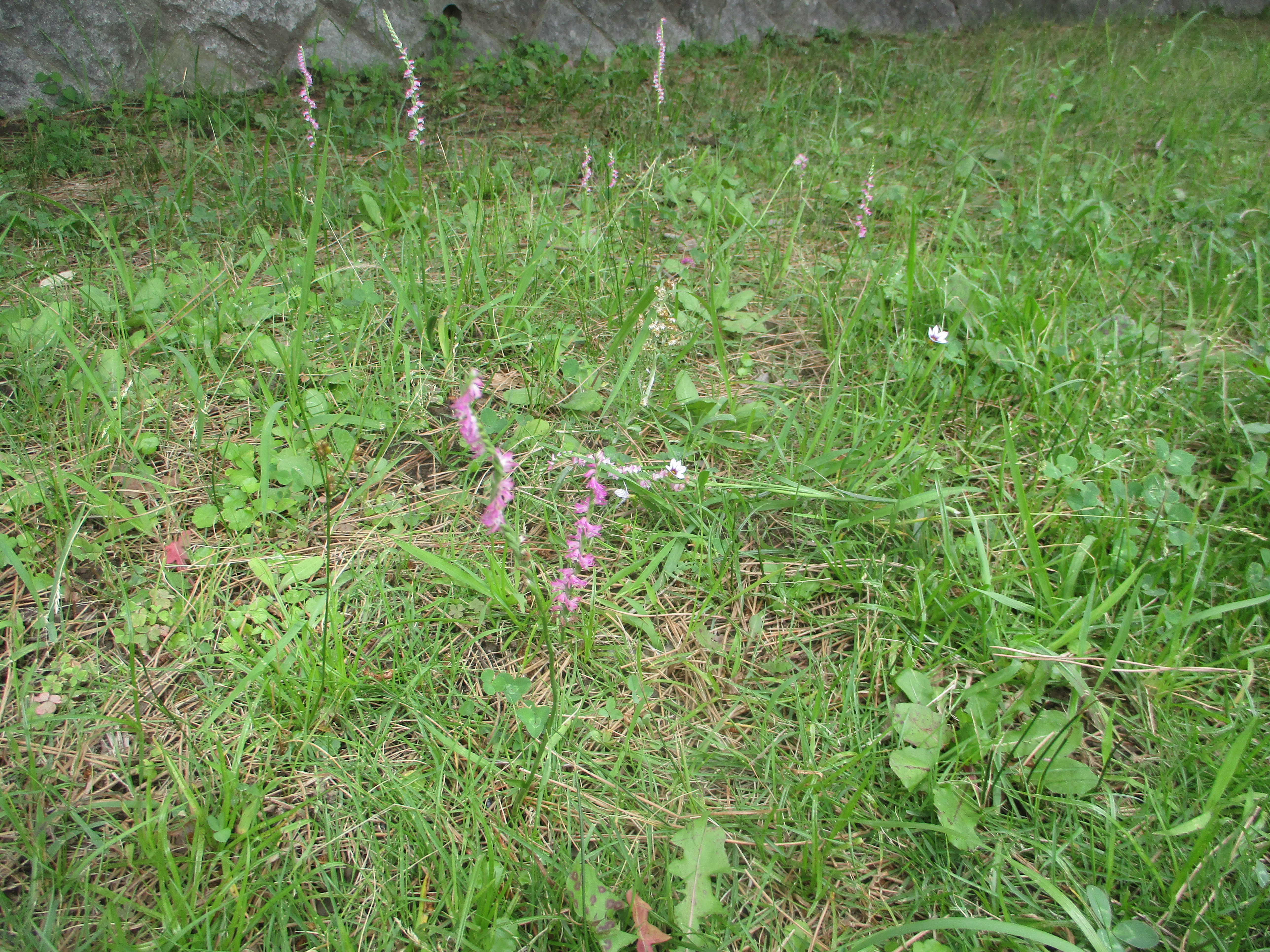 南行徳公園のネジバナとクチナシの花
