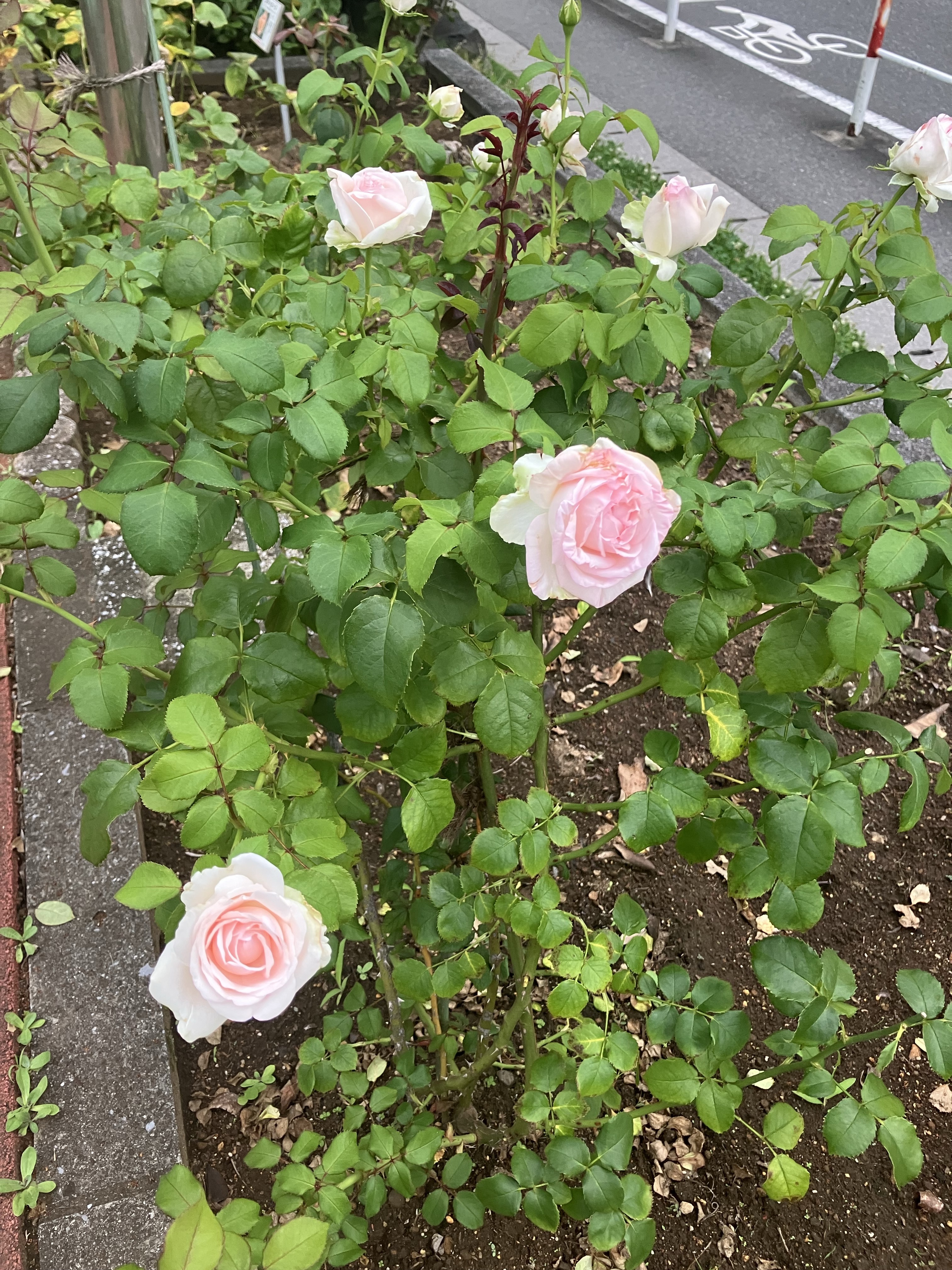 南行徳公園のバラ