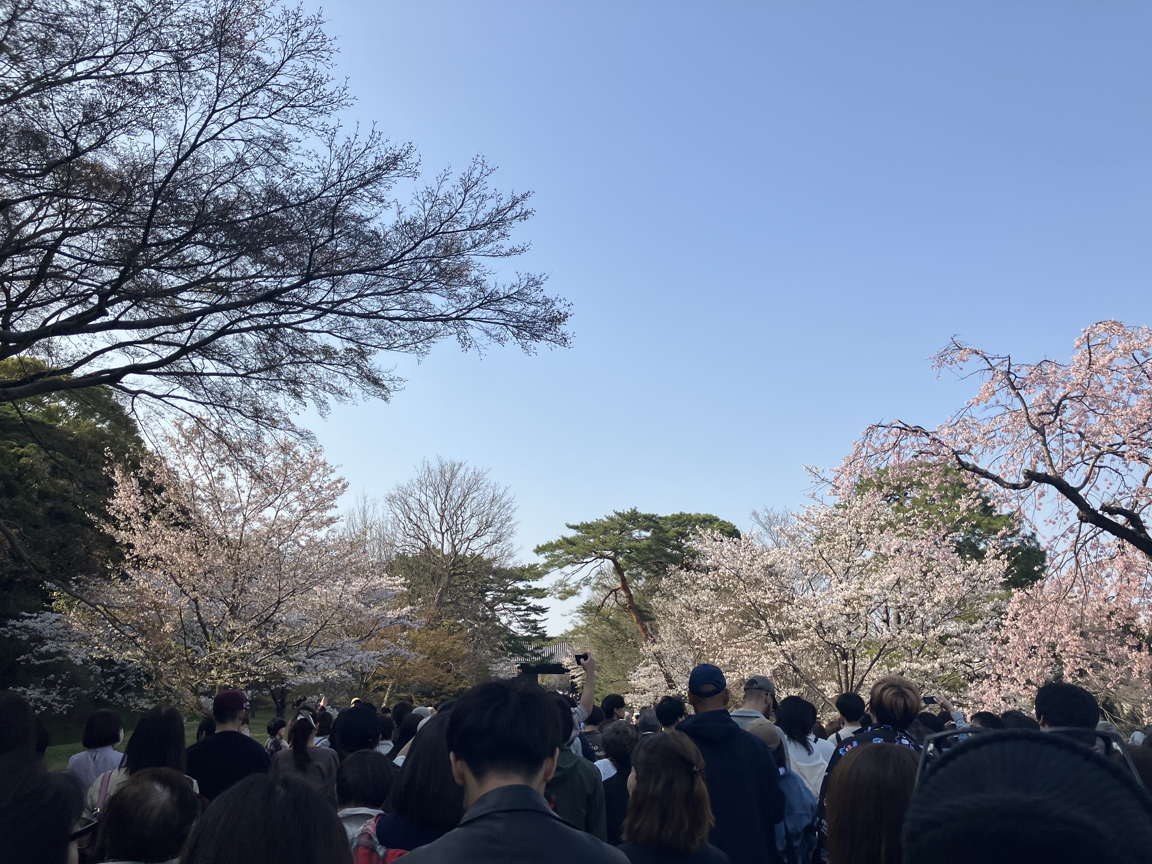 皇居乾通り桜