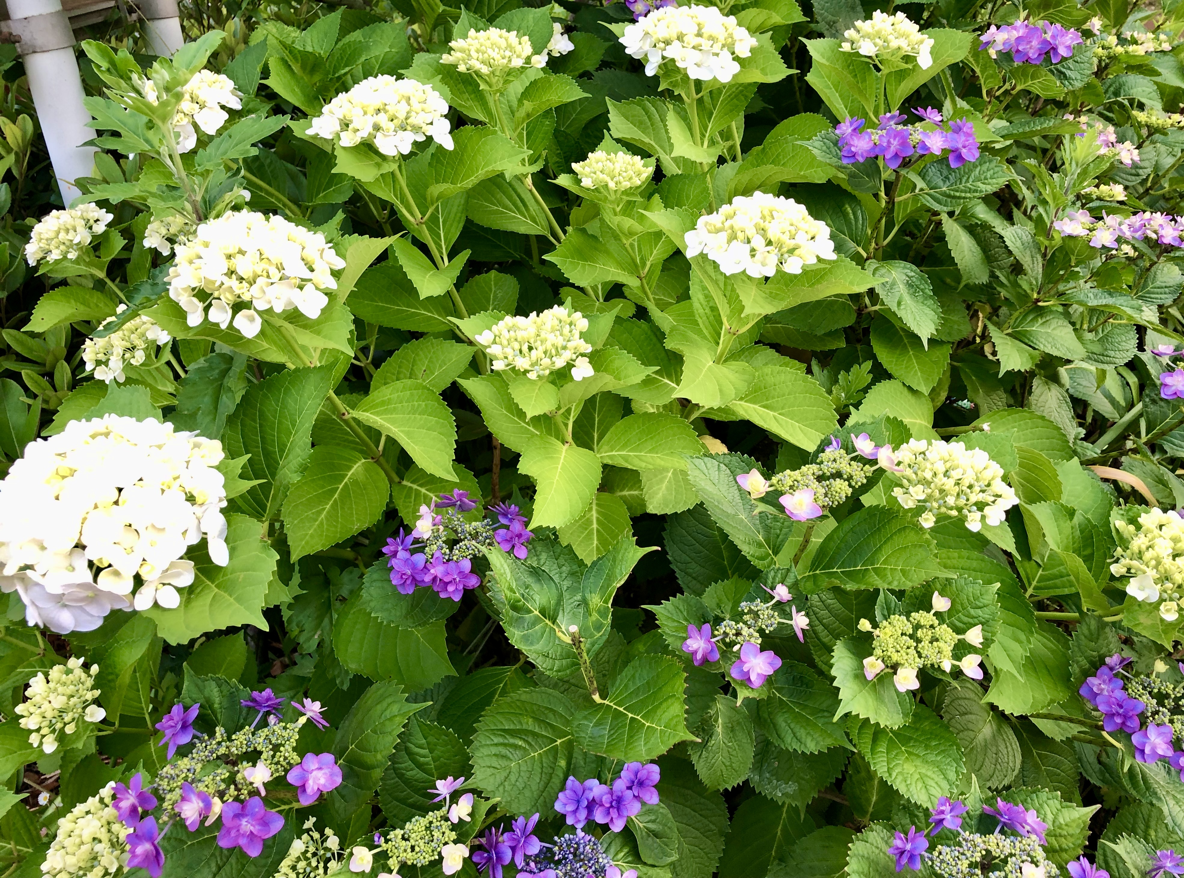 南行徳公園紫陽花