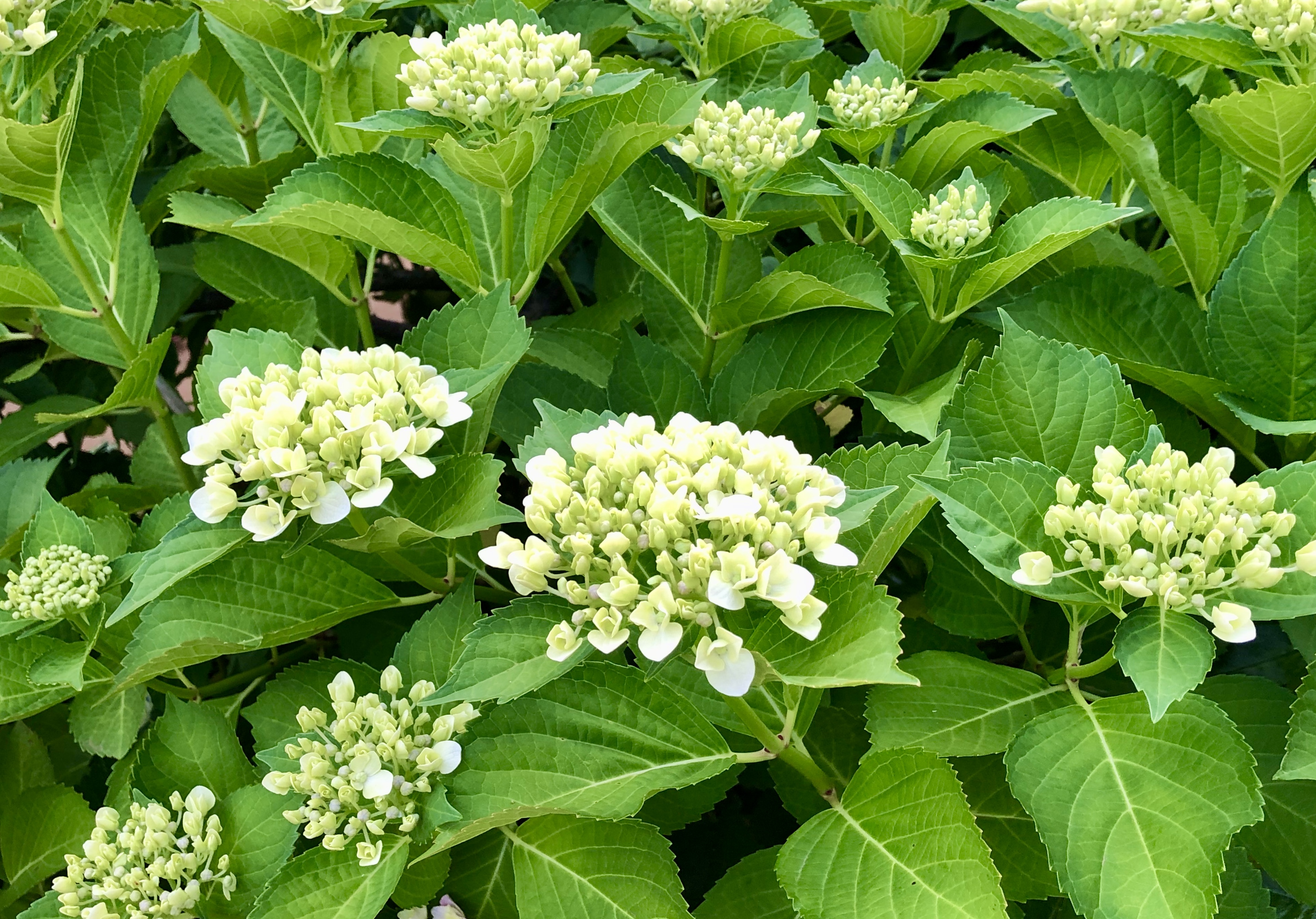 南行徳公園紫陽花