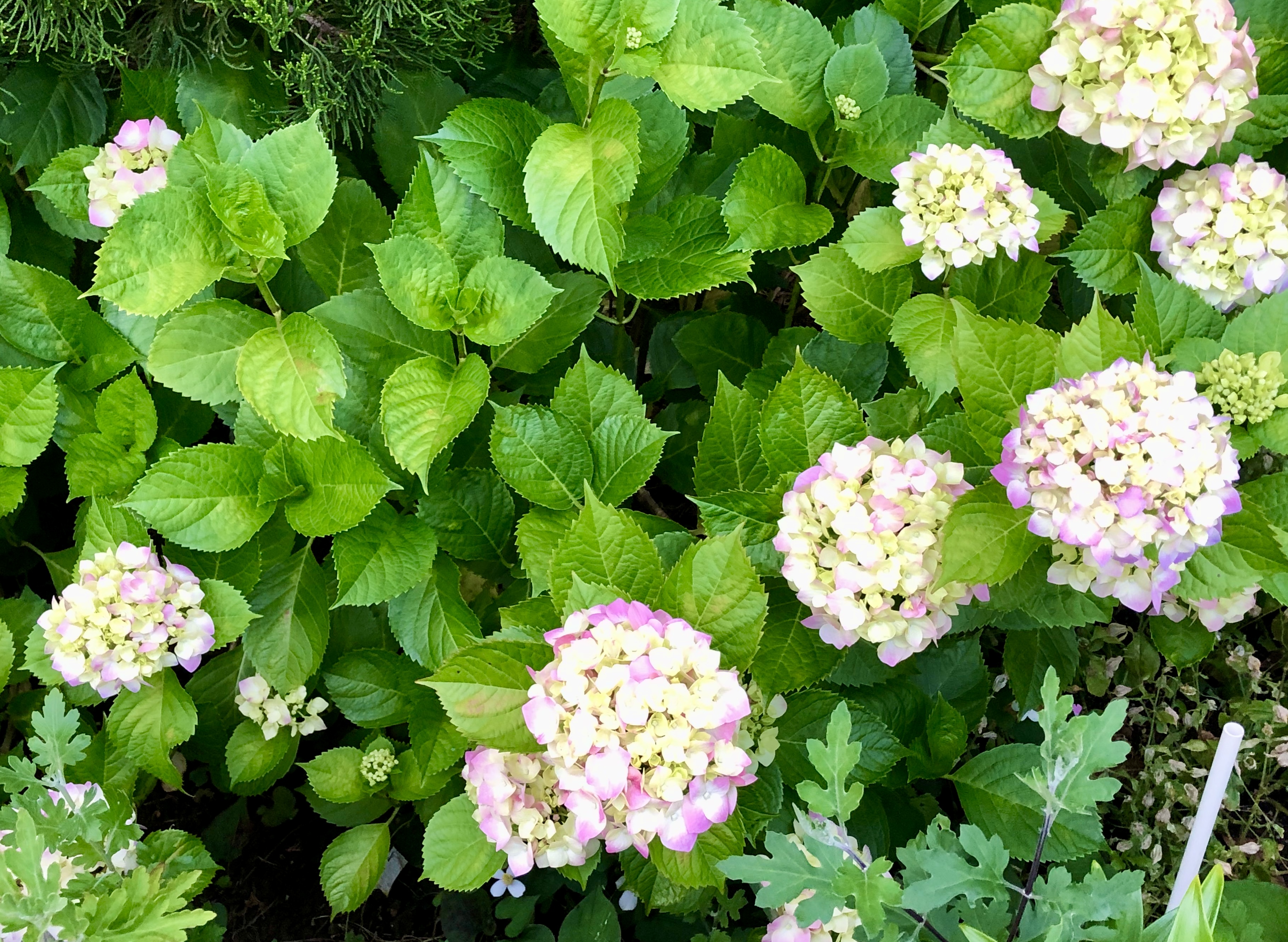 南行徳公園紫陽花