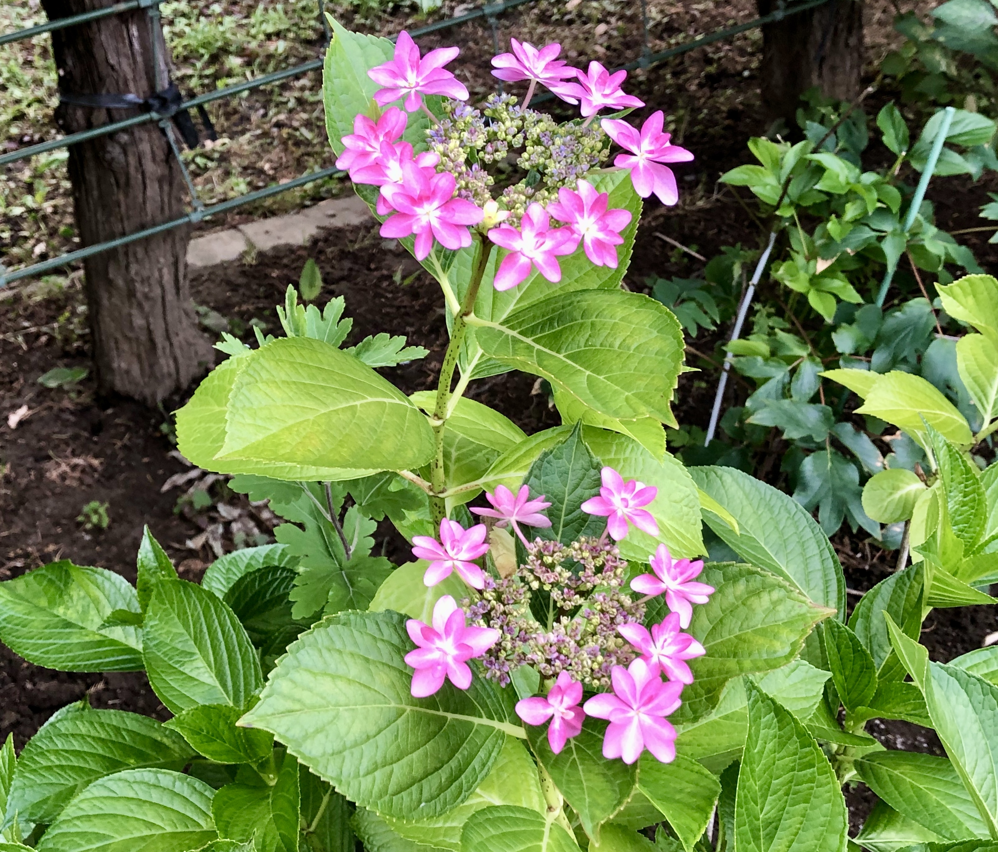 南行徳公園紫陽花