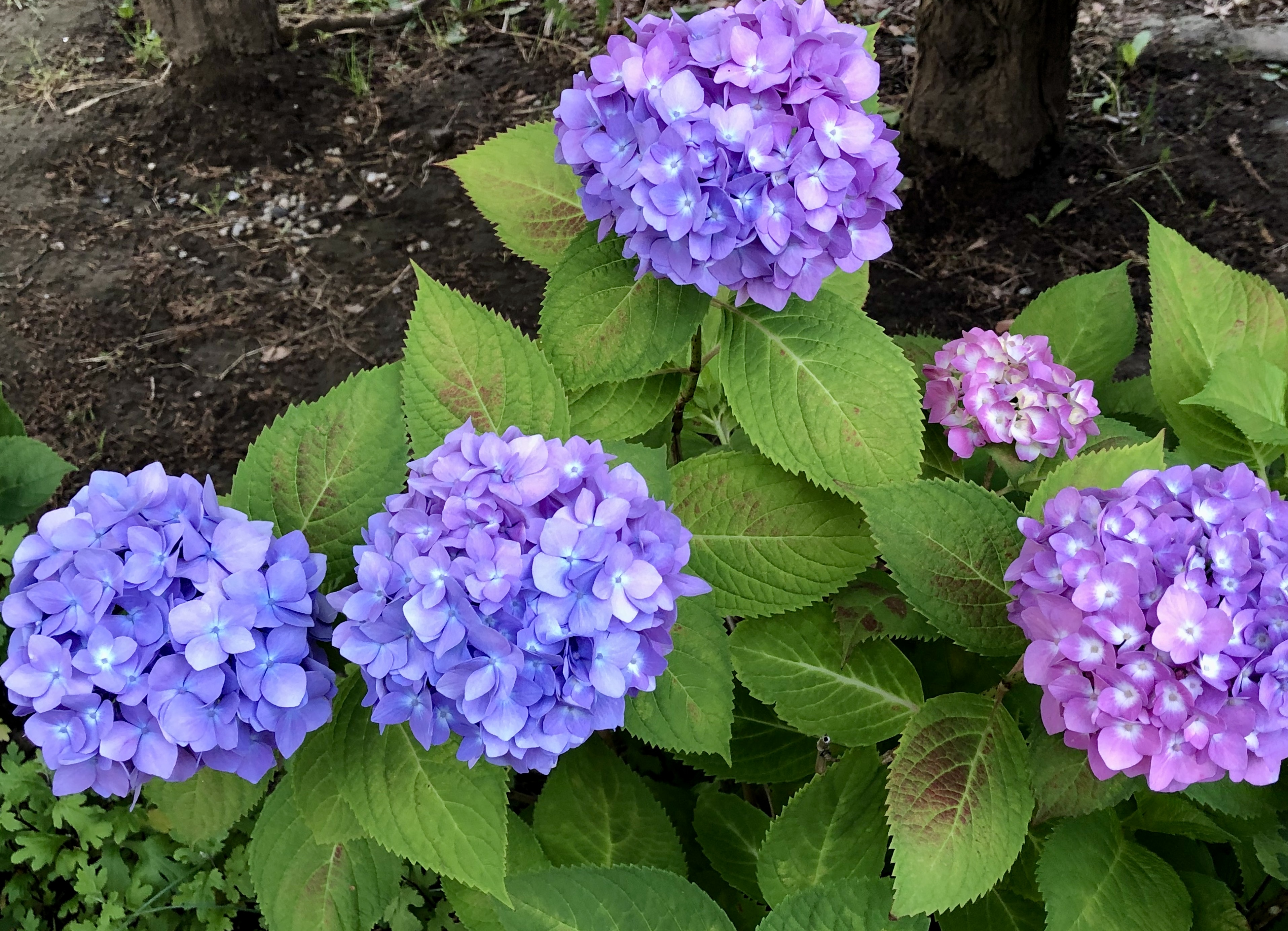 南行徳公園紫陽花