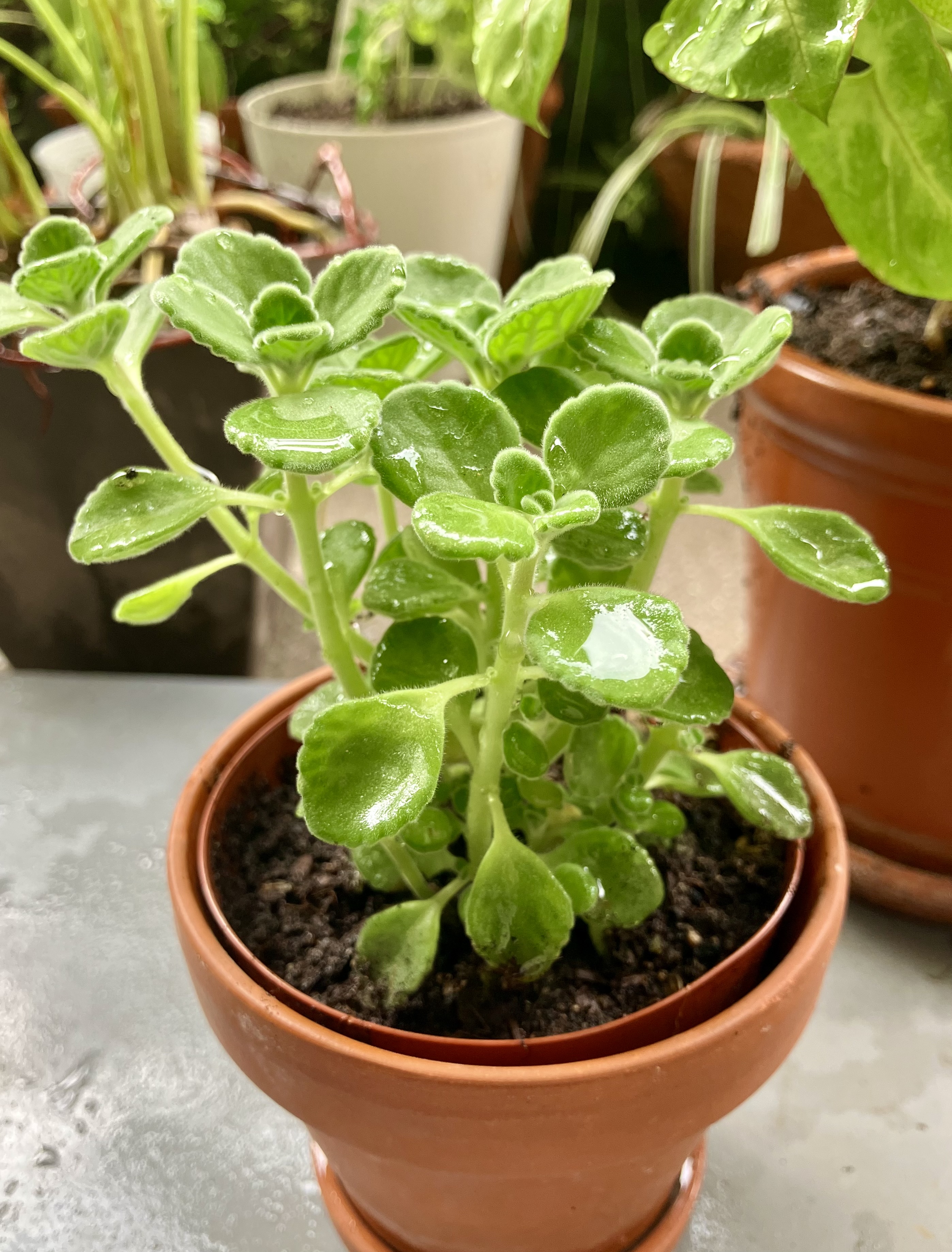 南行徳の花屋で購入したアロマティカス