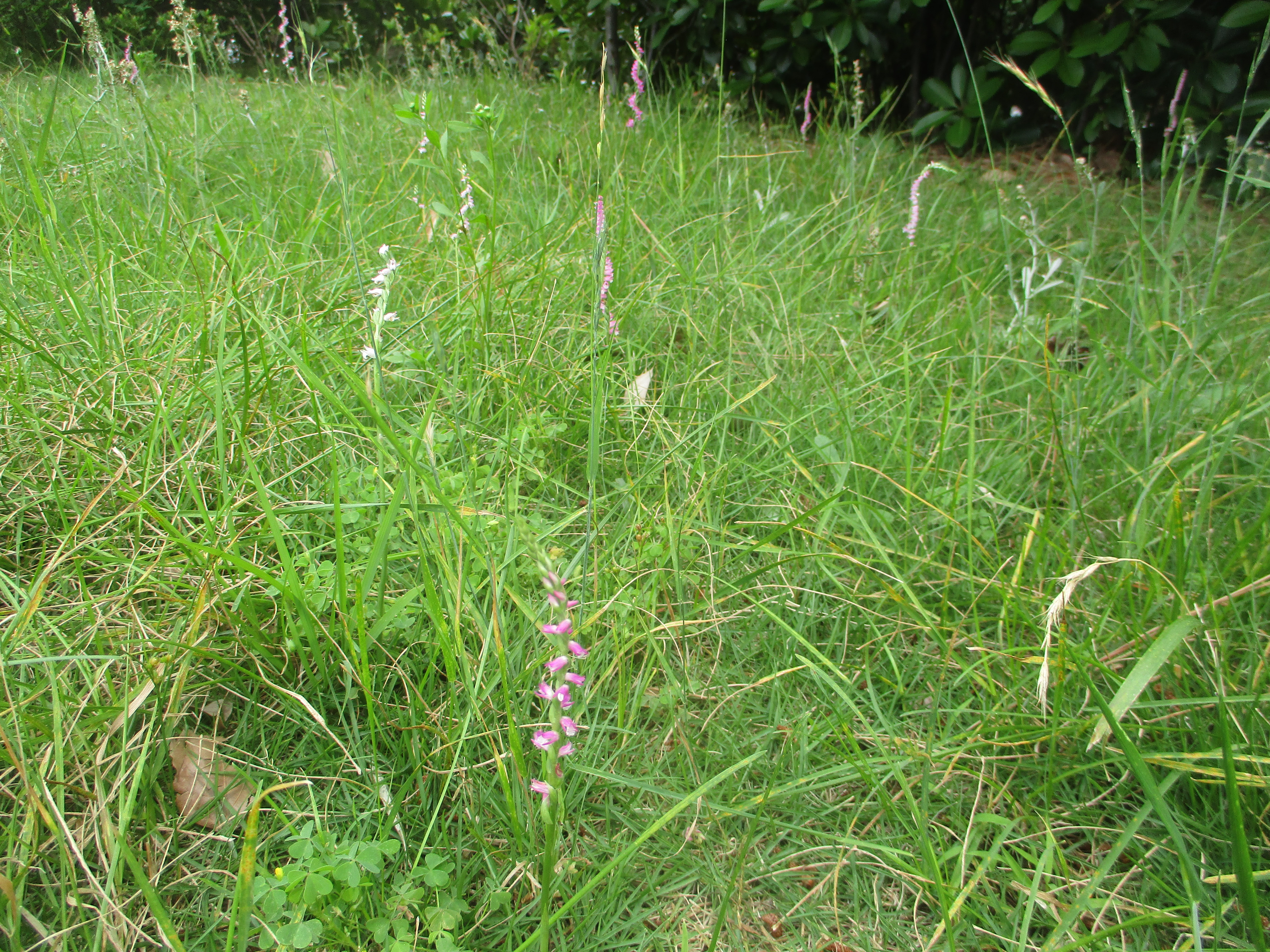 南行徳公園のネジバナとクチナシの花