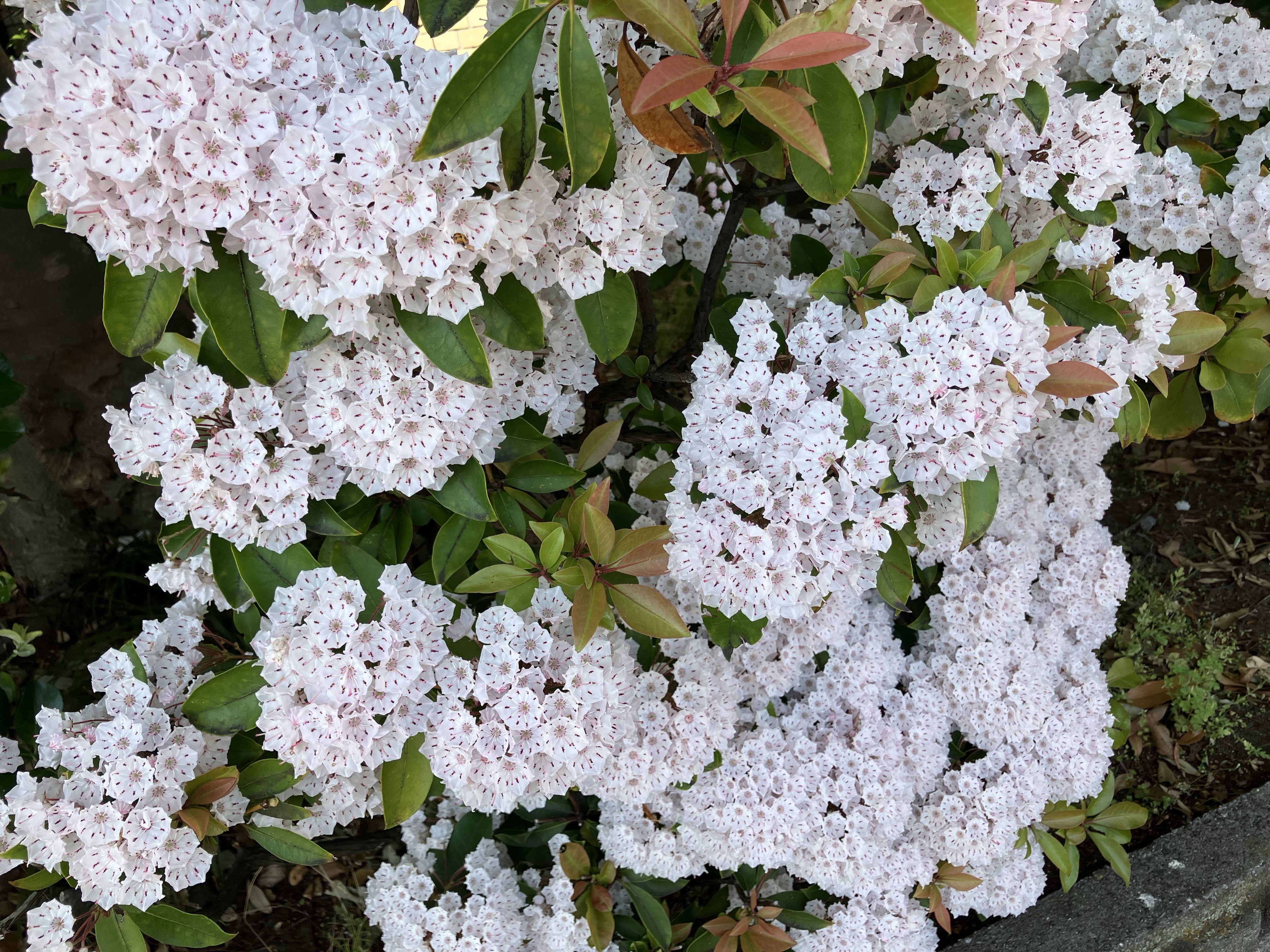 アメリカシャクナゲの花
