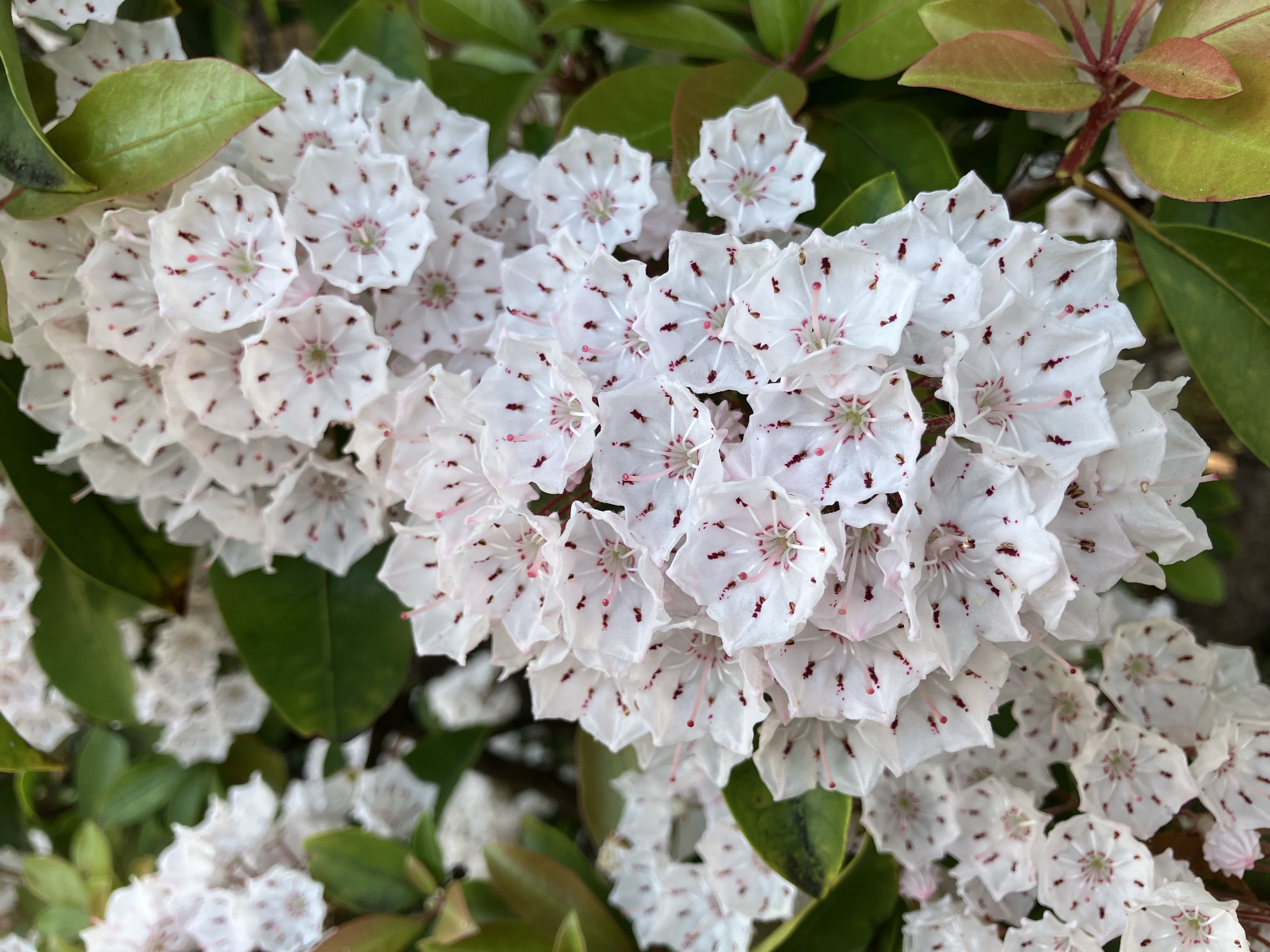 アメリカシャクナゲの花