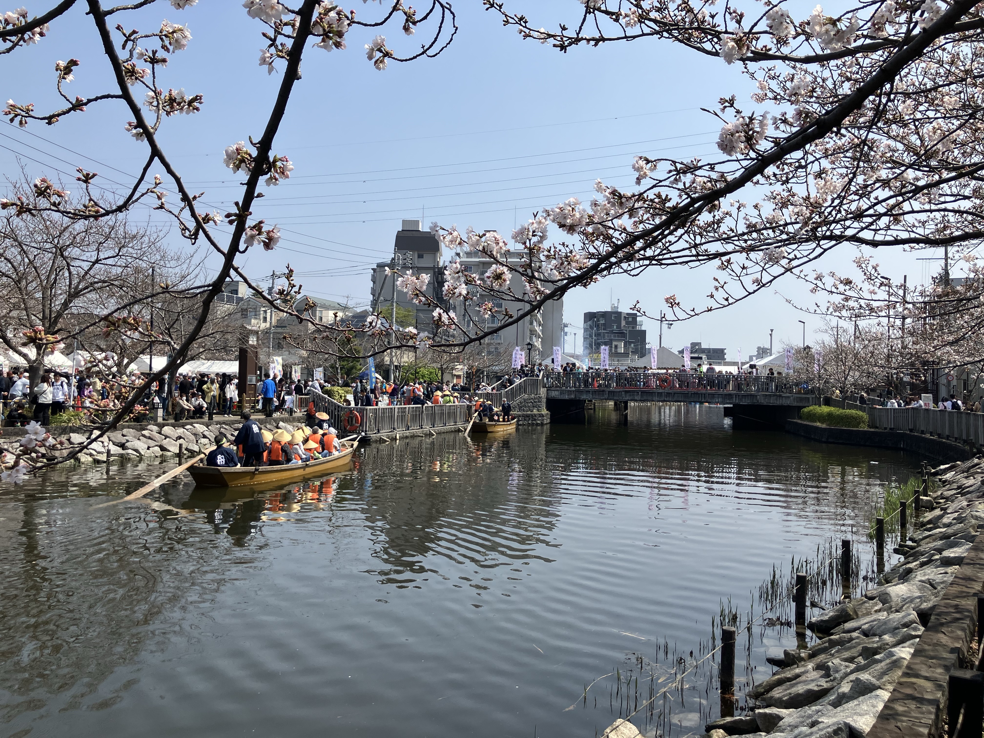 新川沿いのお花見