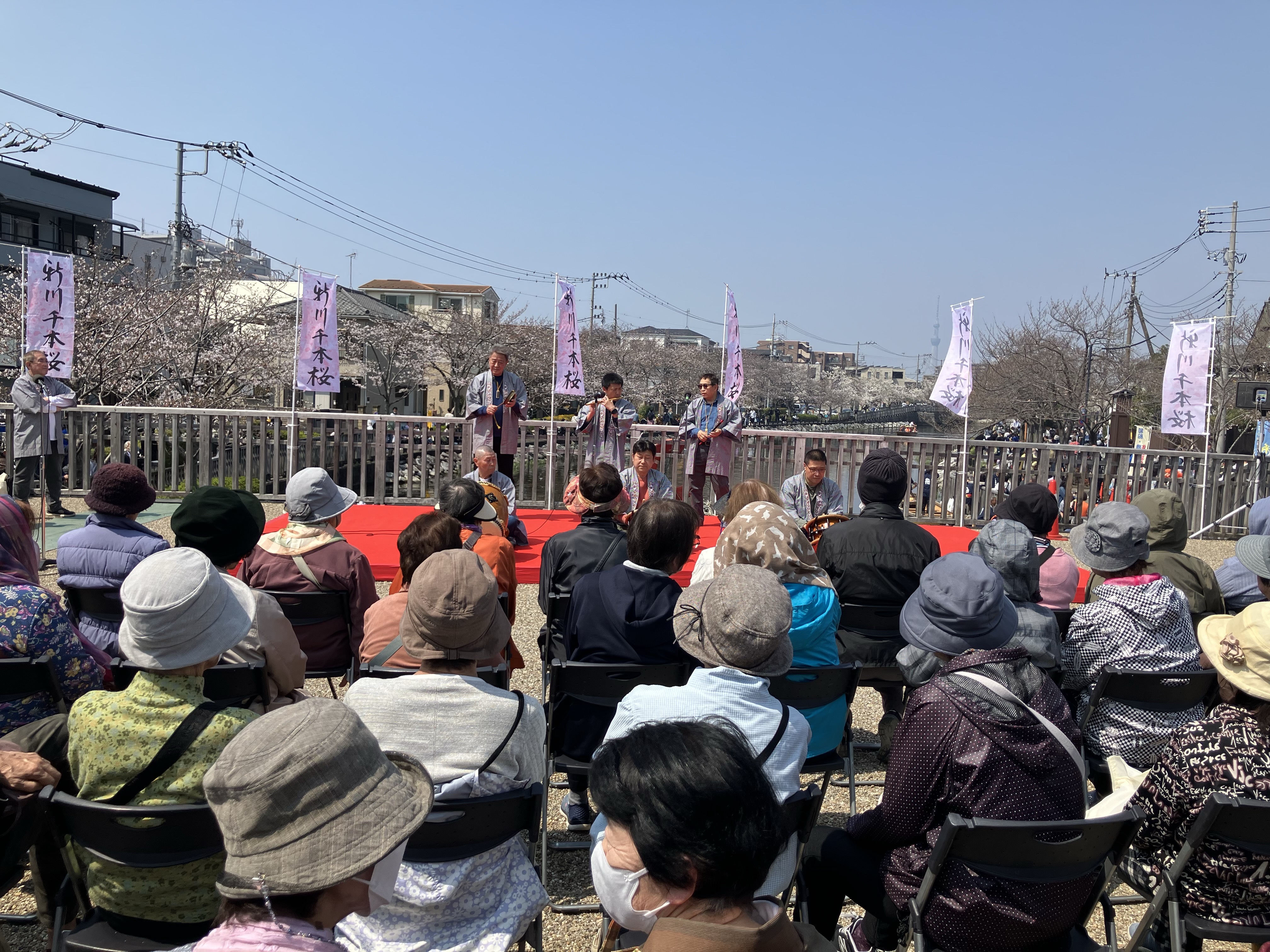 新川沿いのお花見