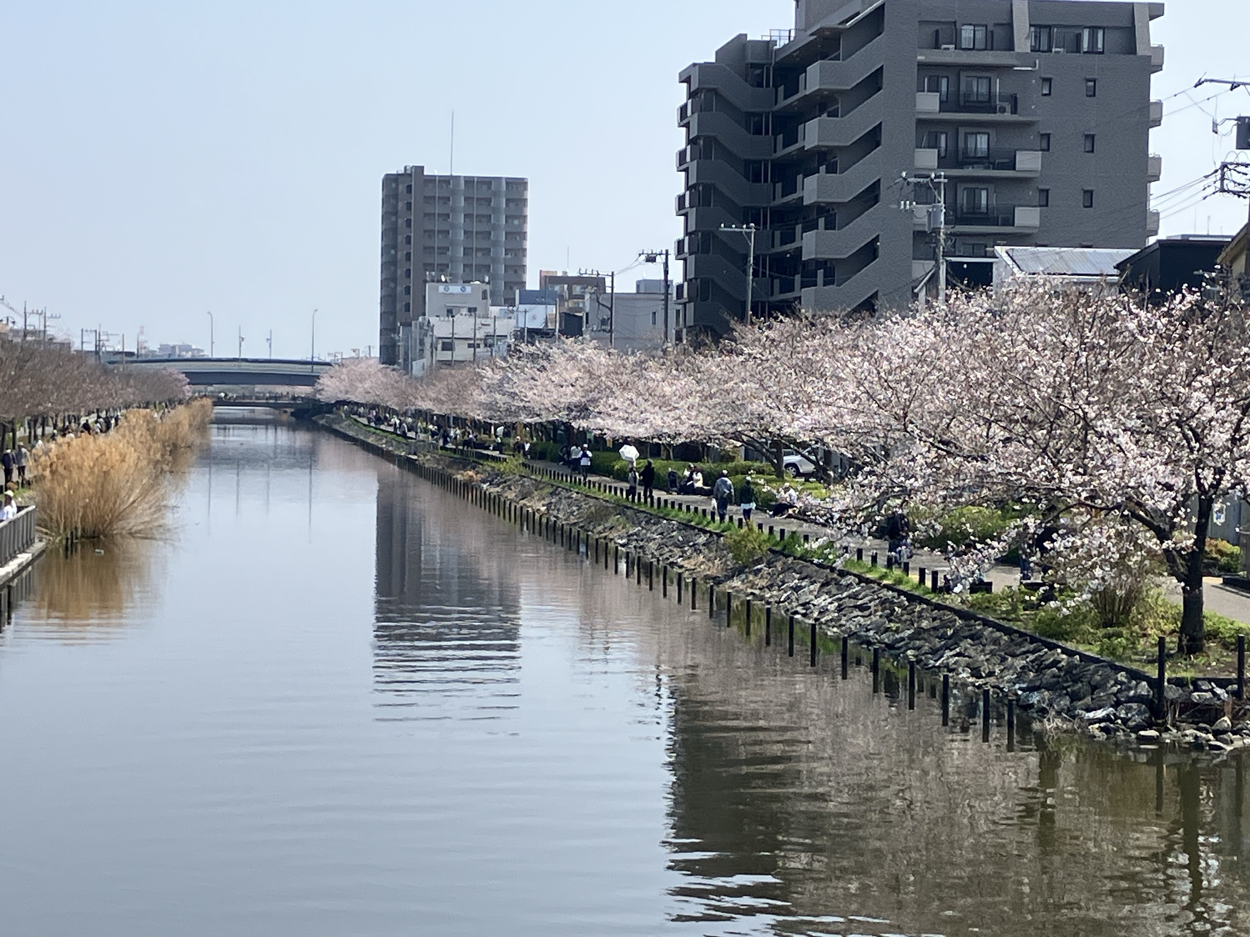 新川沿いのお花見