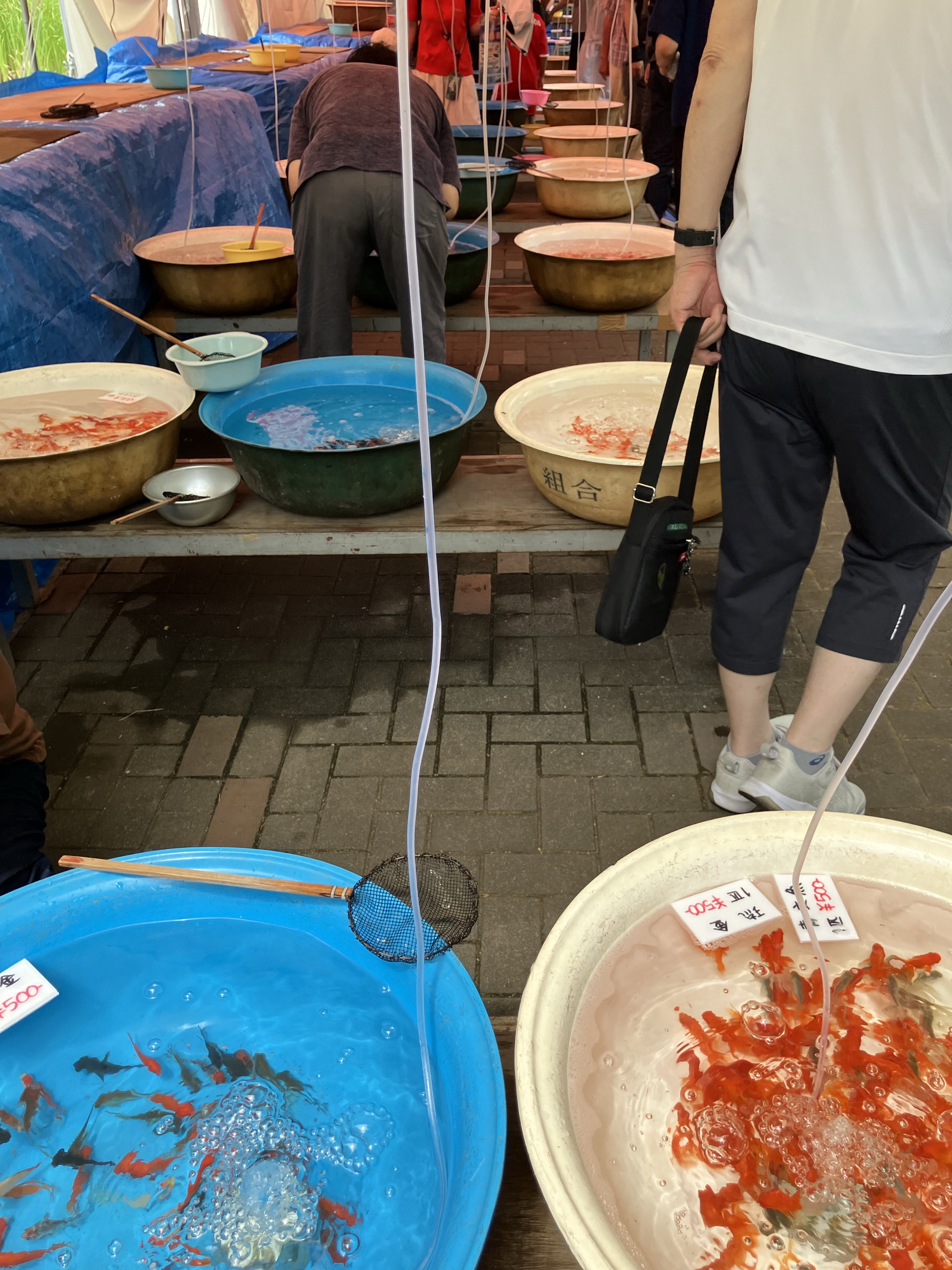 色とりどりの金魚