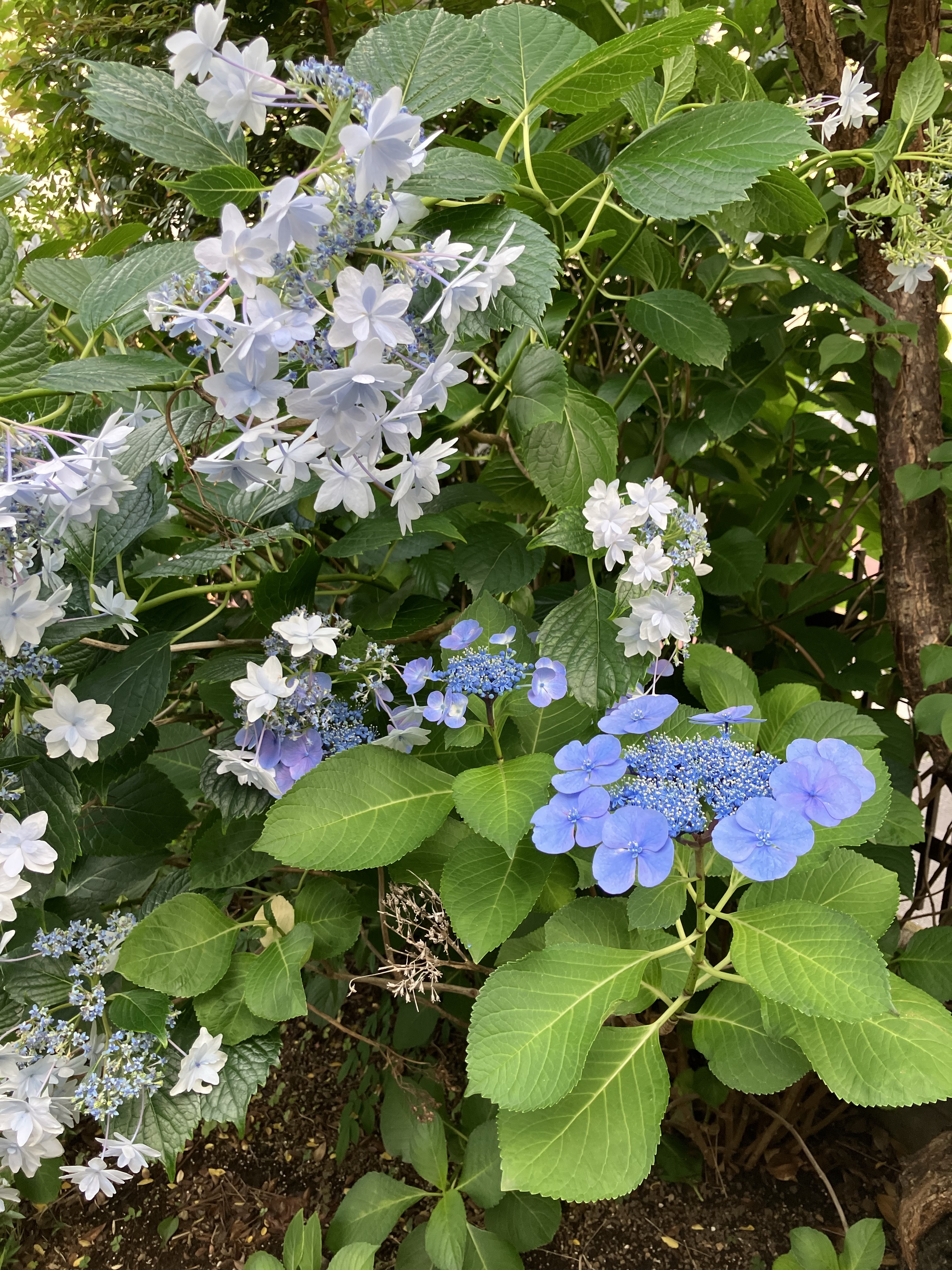 ざくろの花ってきれいだったんだ！