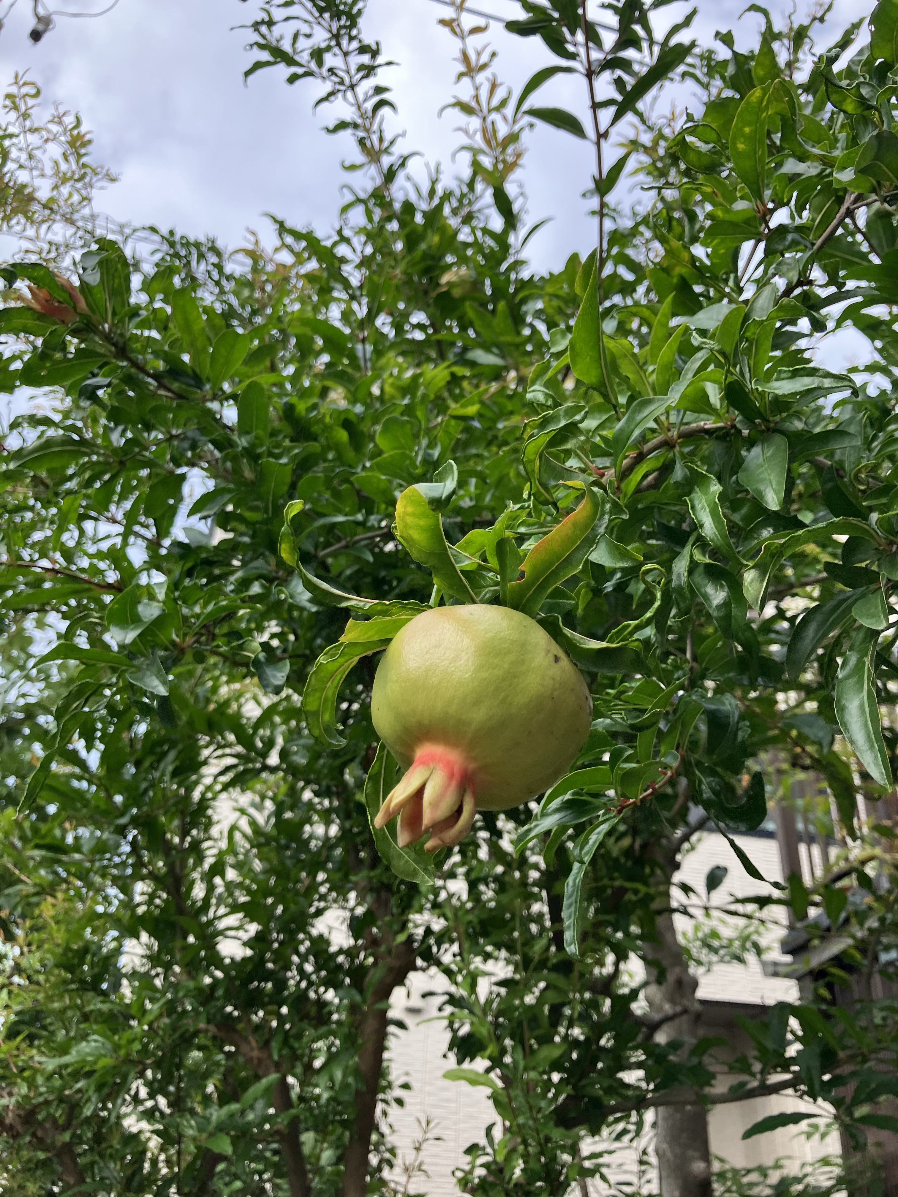 立派な実がなりました！