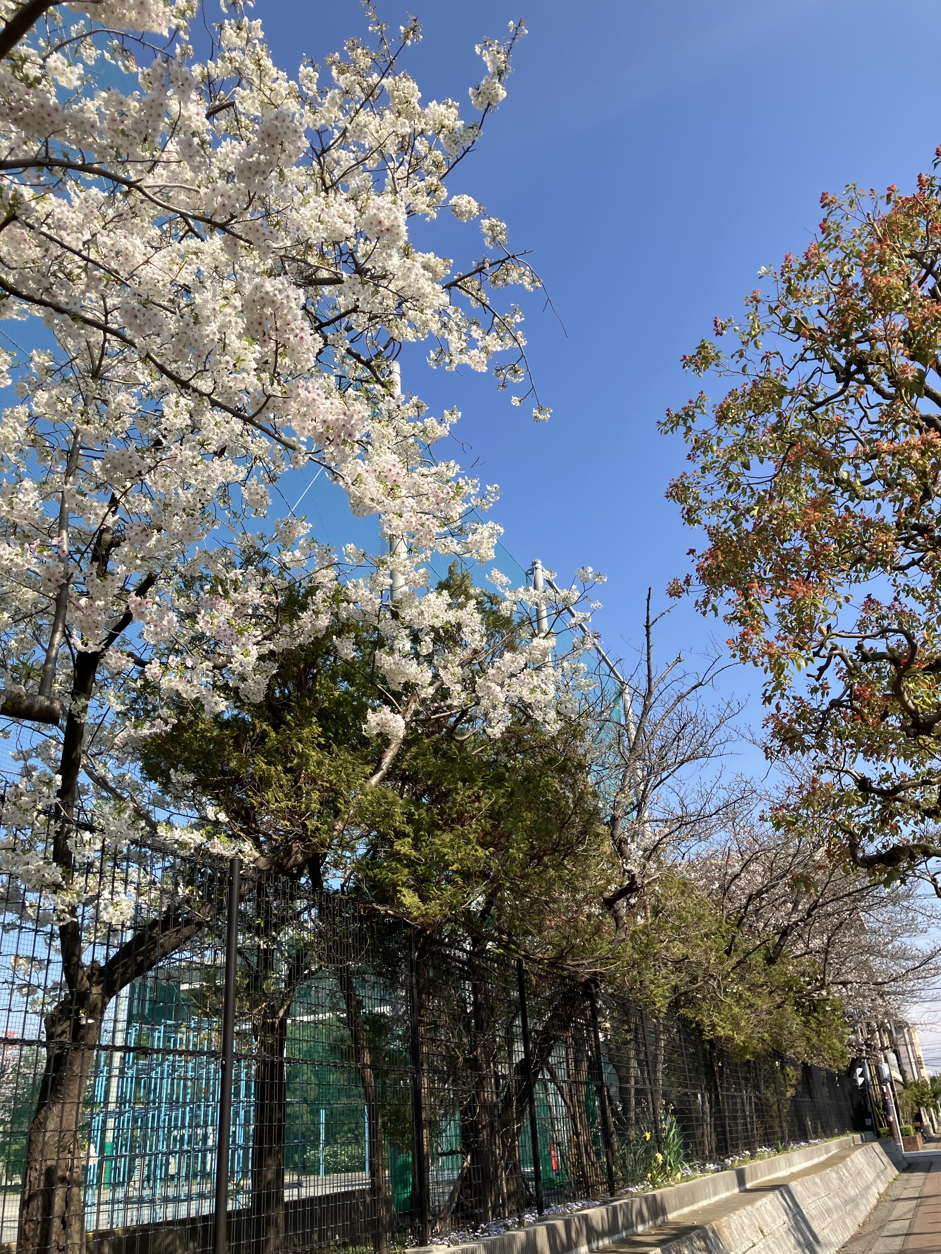 北部小学校の桜