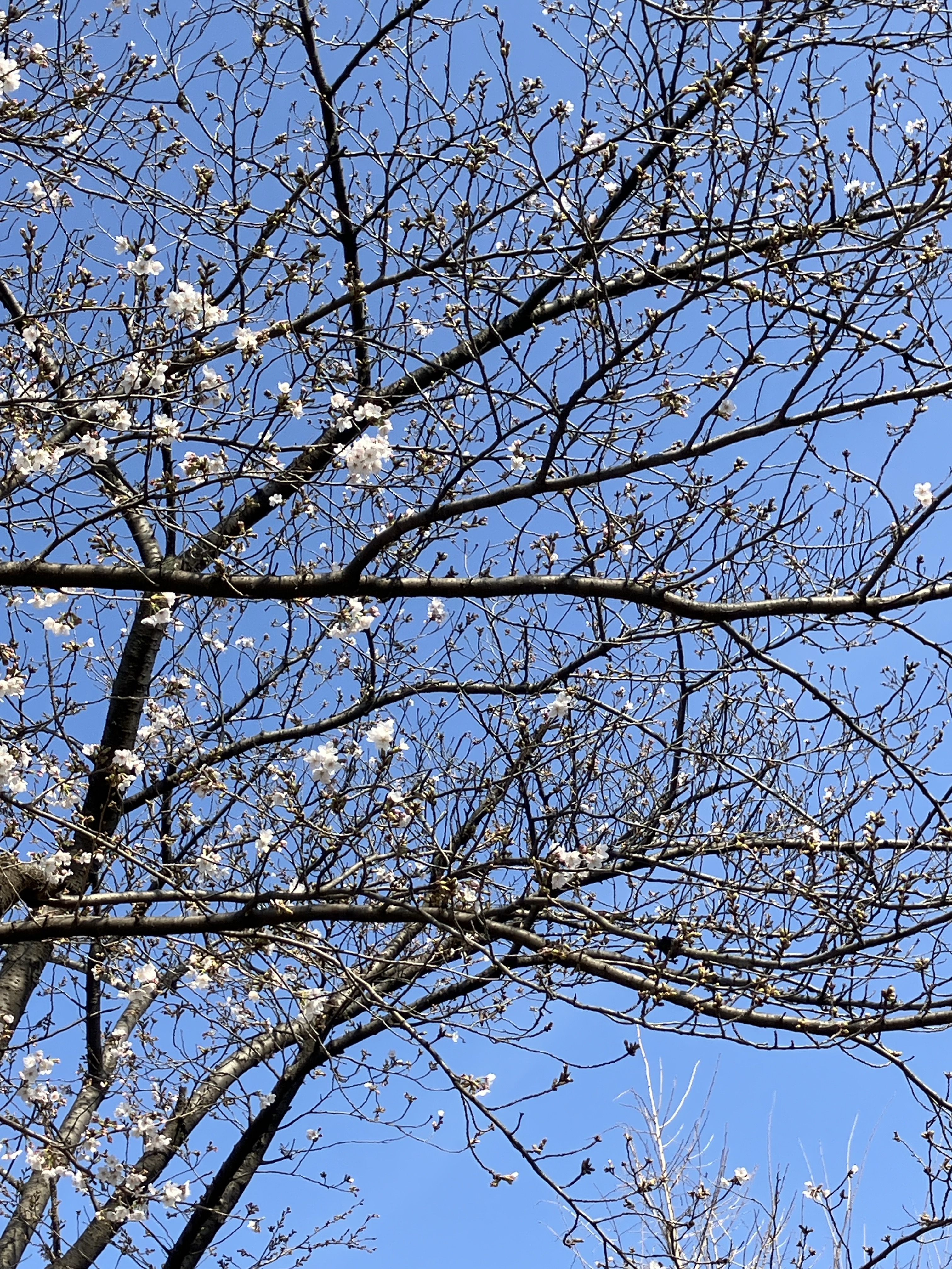 北部小学校の桜