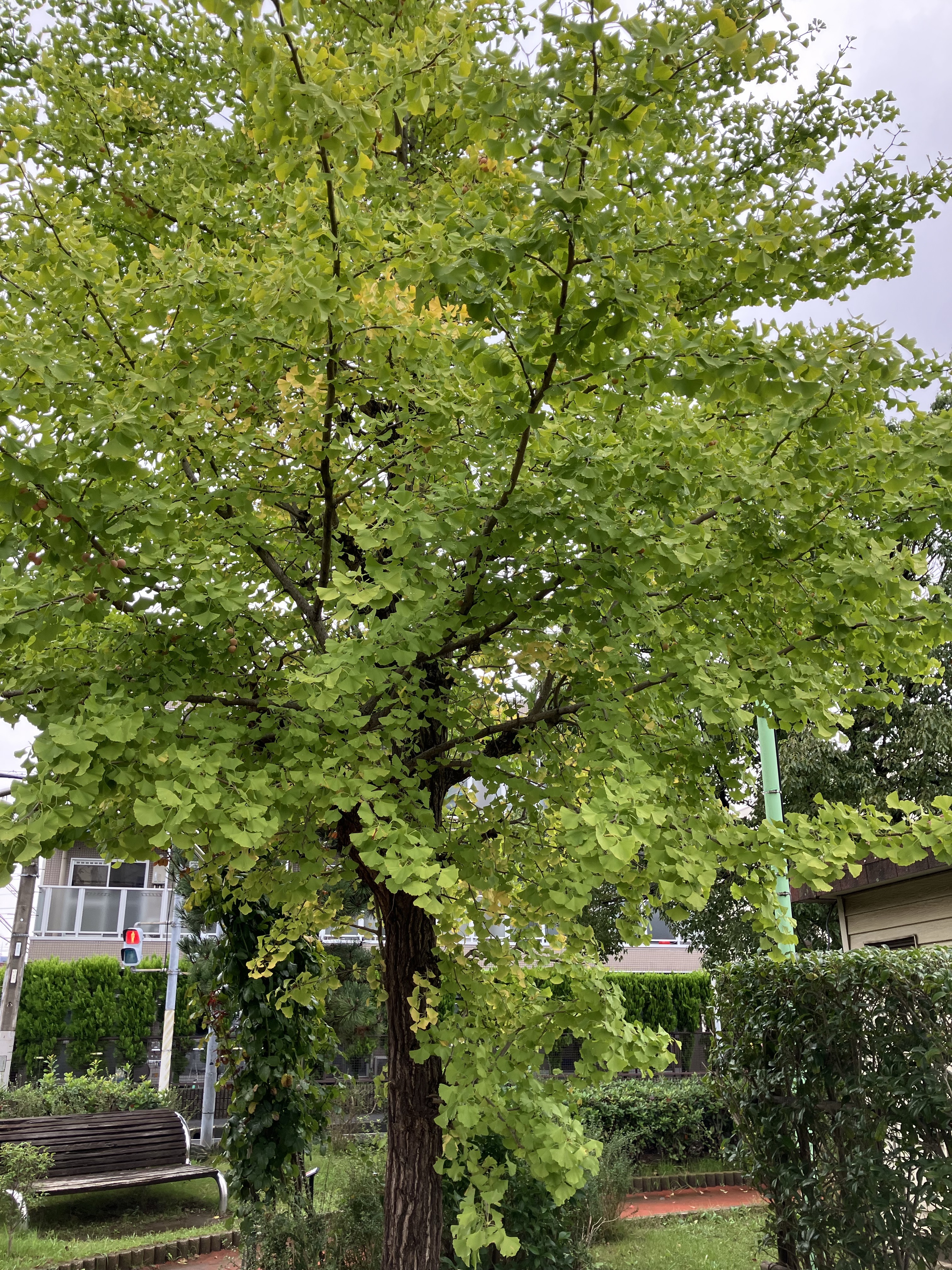 南行徳公園でぎんなんの実が落ちていました【行徳】