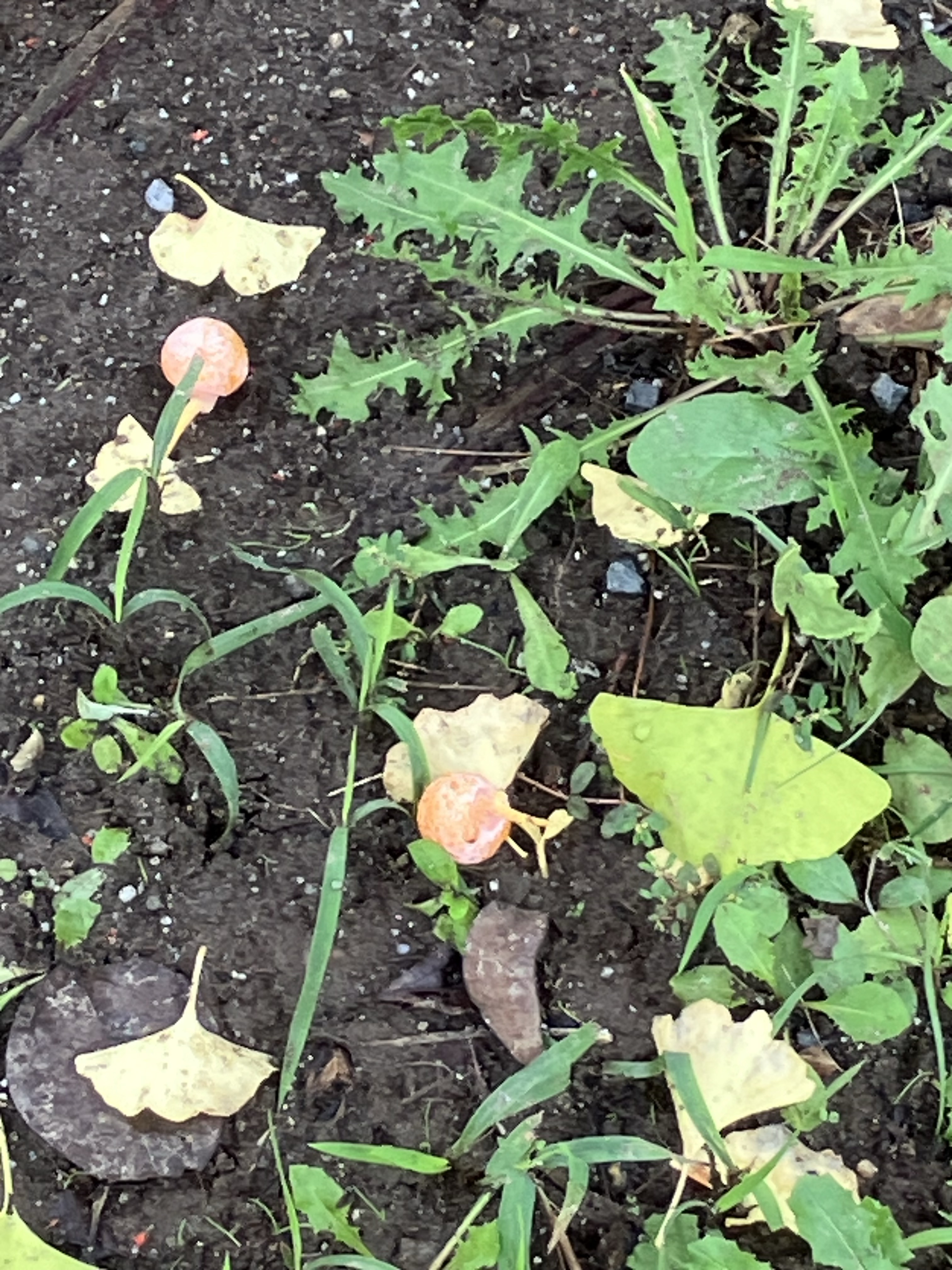 南行徳公園でぎんなんの実が落ちていました【行徳】
