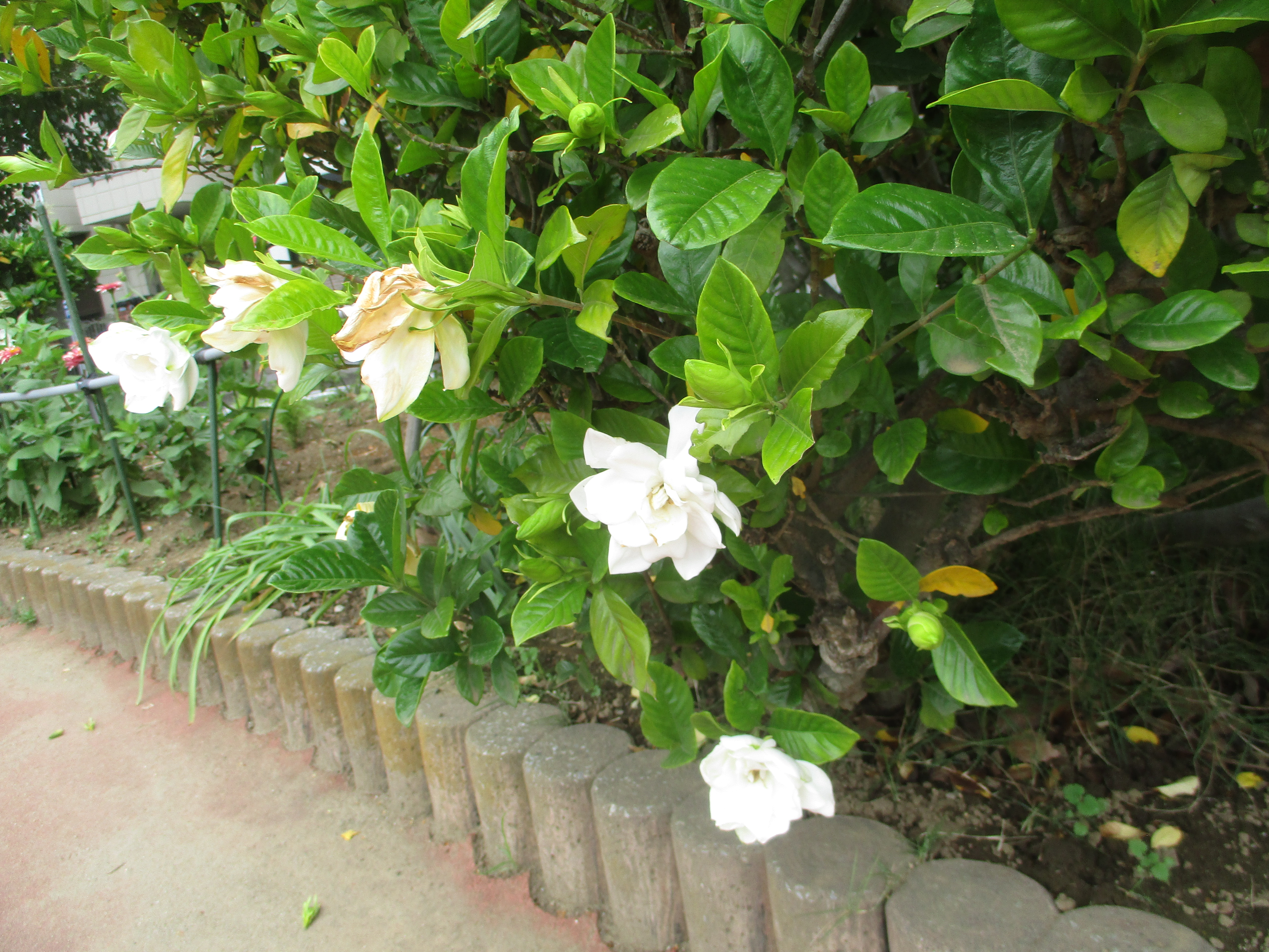 南行徳公園のネジバナとクチナシの花
