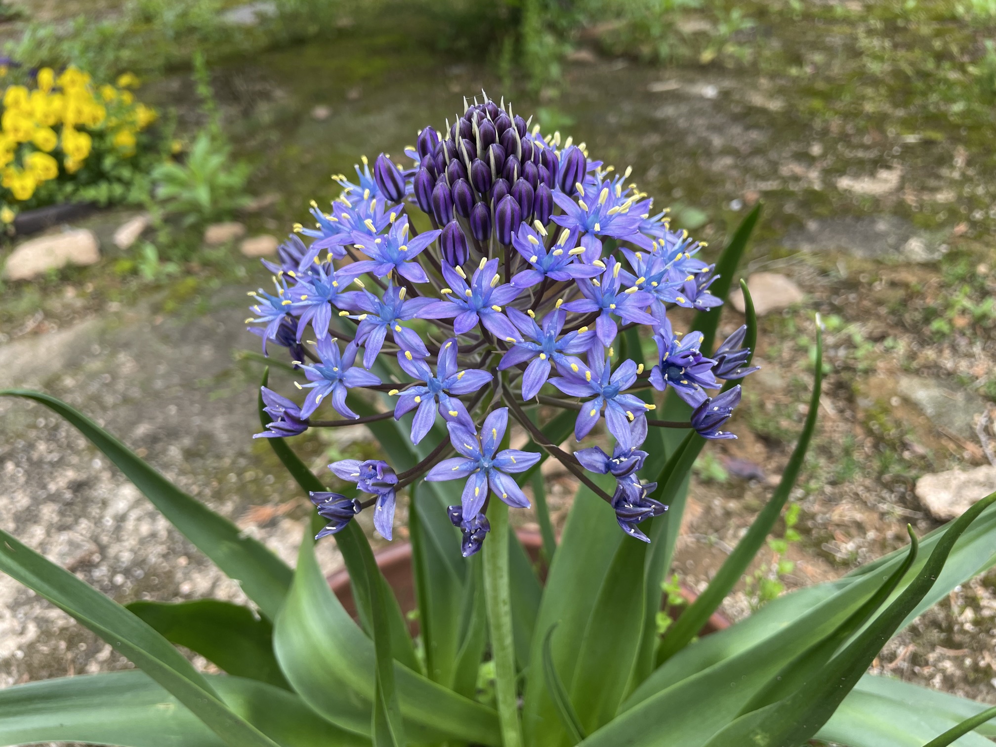 バラ アヤメ わが庭の花々