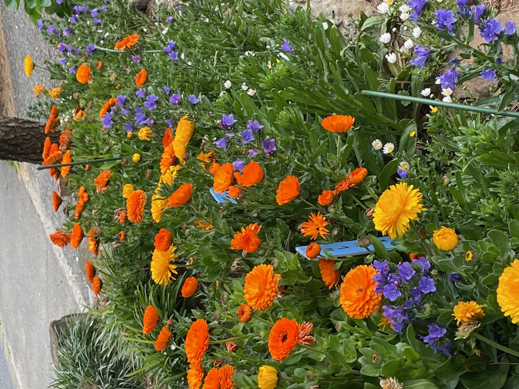 南行徳公園の花壇2