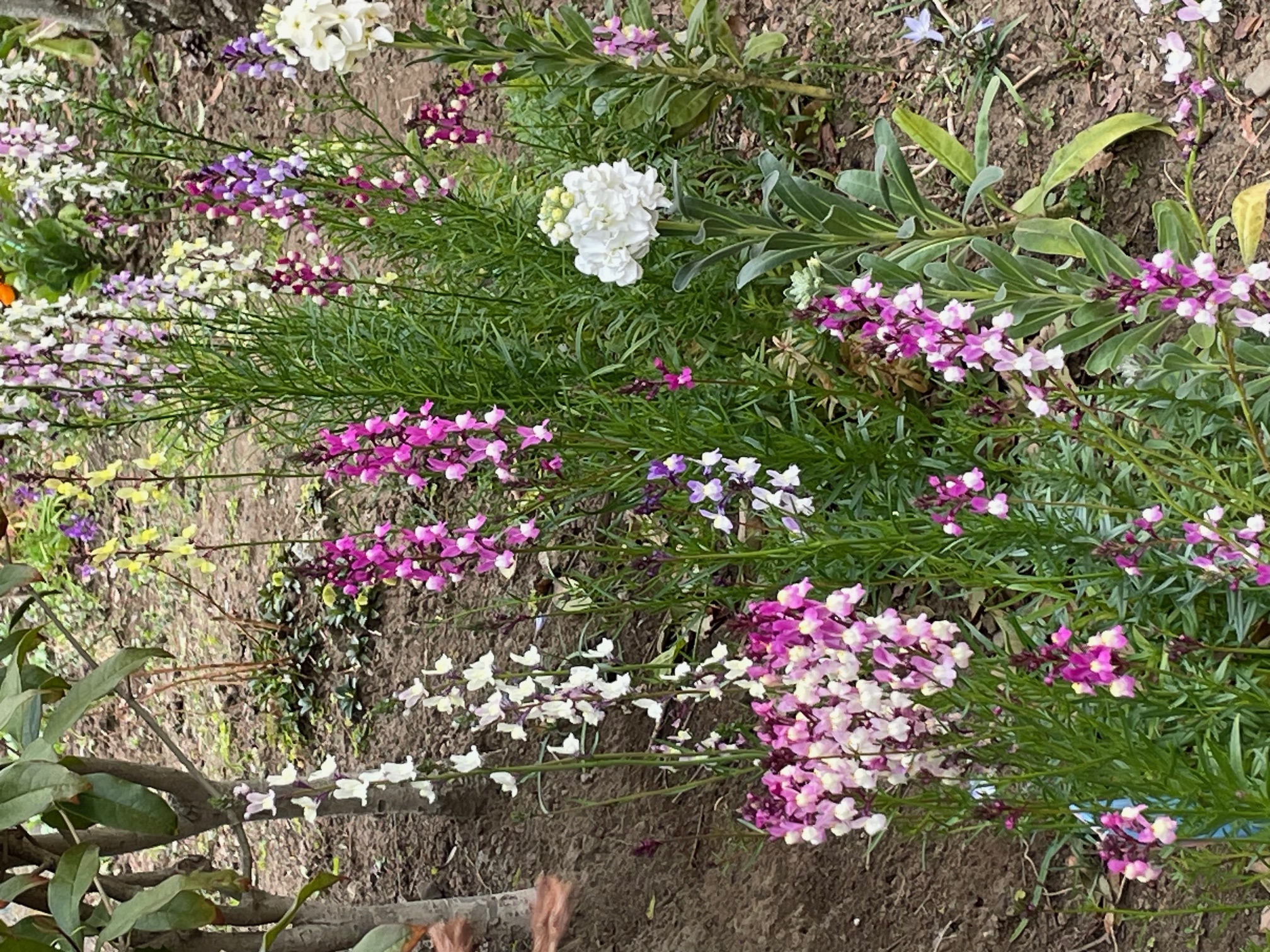 南行徳公園の花壇3