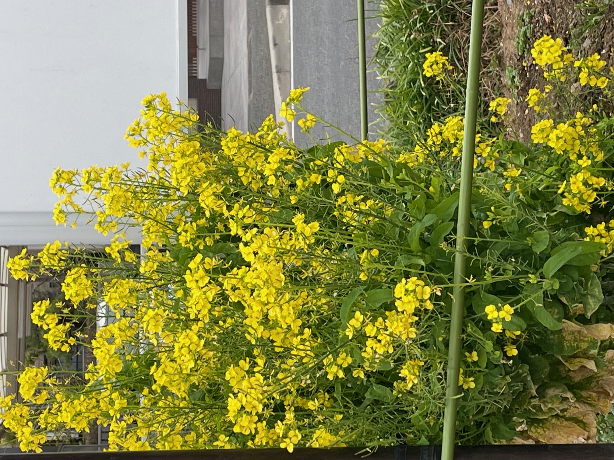 南行徳公園の花壇4