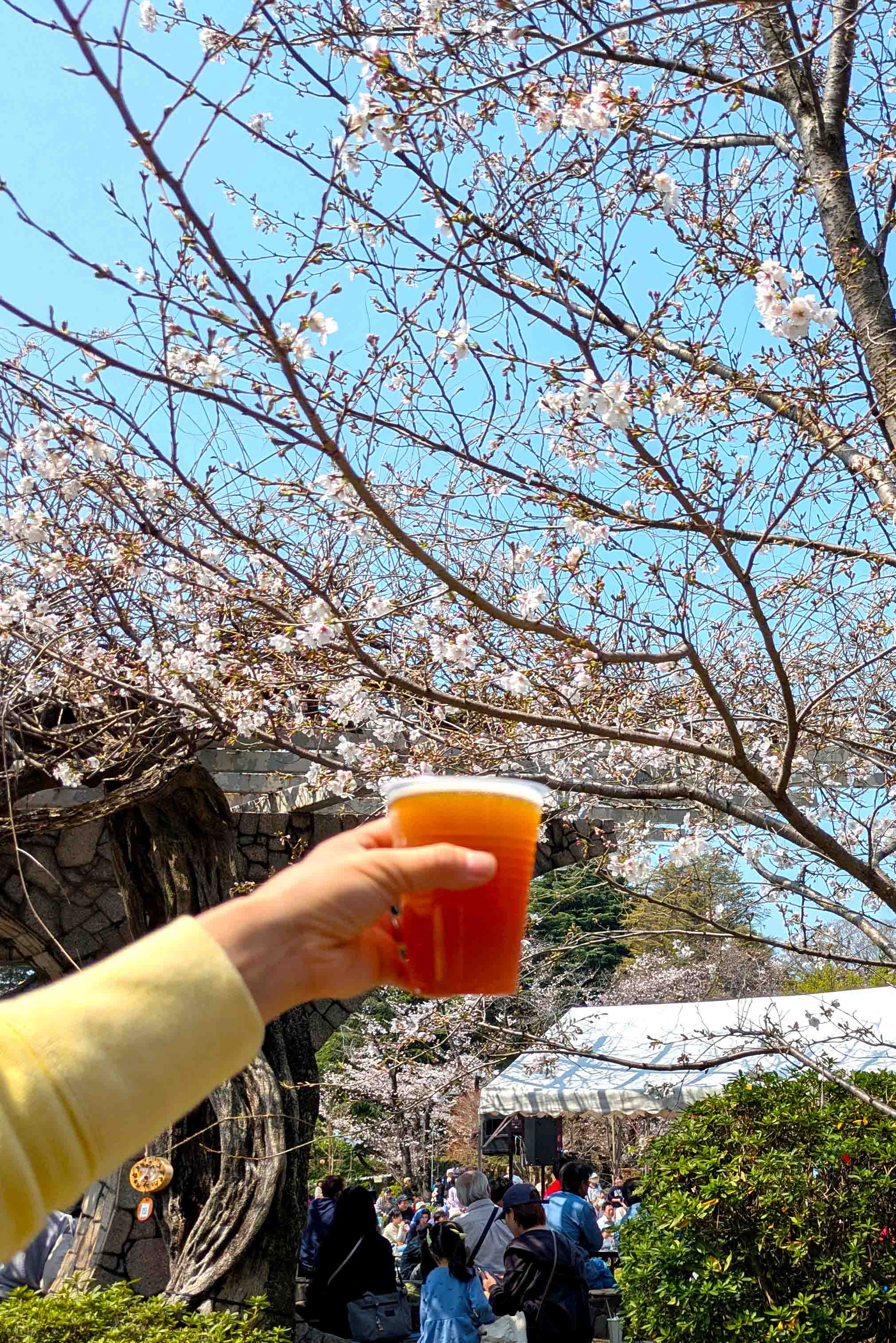 里見公園桜まつり